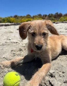 Enlarge Katsu, a Adopted mixed breed in San Diego, CA image 3/3