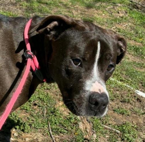 Enlarge Marshall, a ADOPTABLE mixed breed in Marengo, IL image 1/1