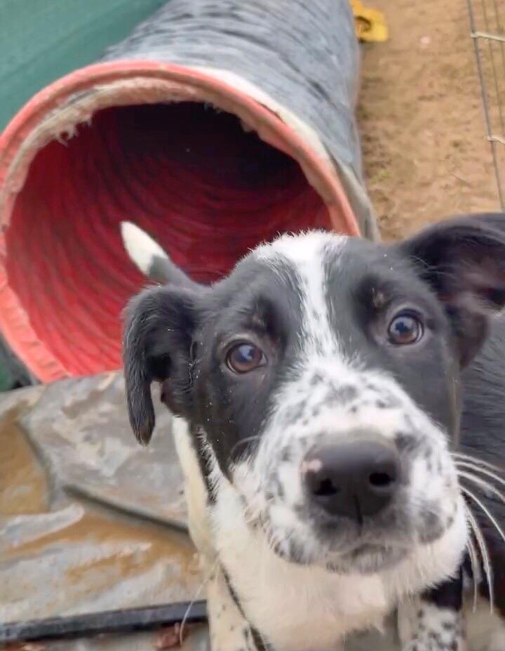Ollie, a ADOPTABLE mixed breed in Watsontown, PA image 1/5