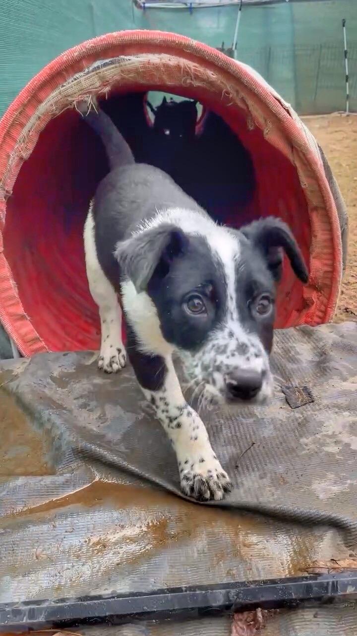 Ollie, a ADOPTABLE mixed breed in Watsontown, PA image 3/5