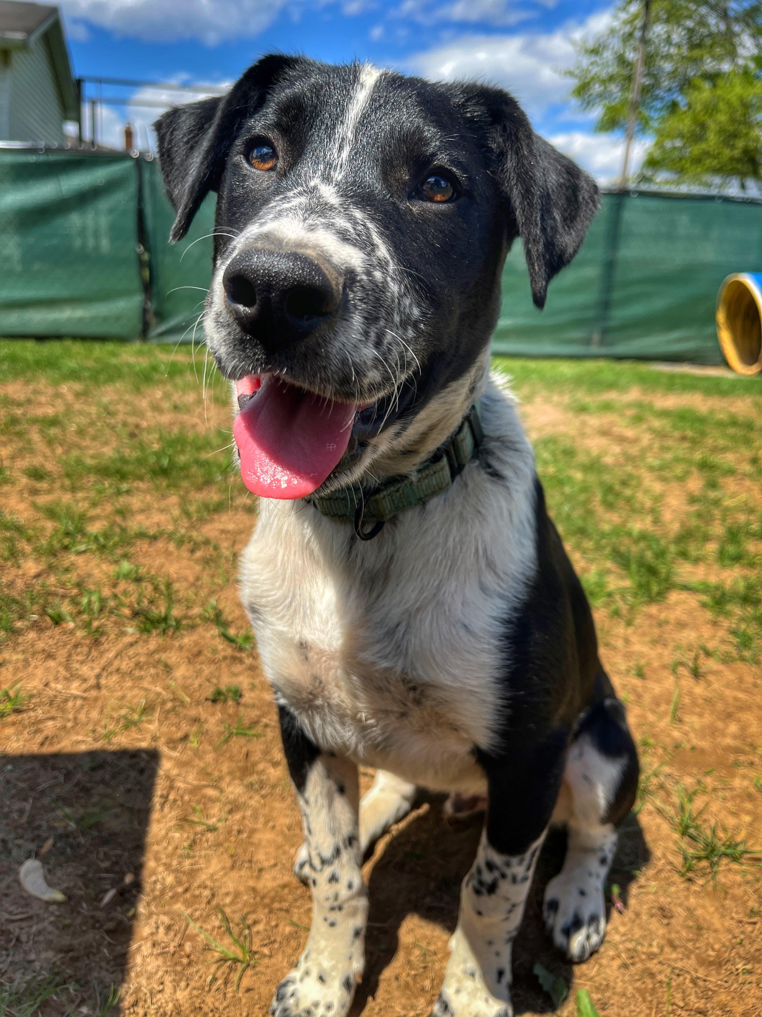 Enlarge Ollie, a ADOPTABLE mixed breed in Watsontown, PA image 2/6