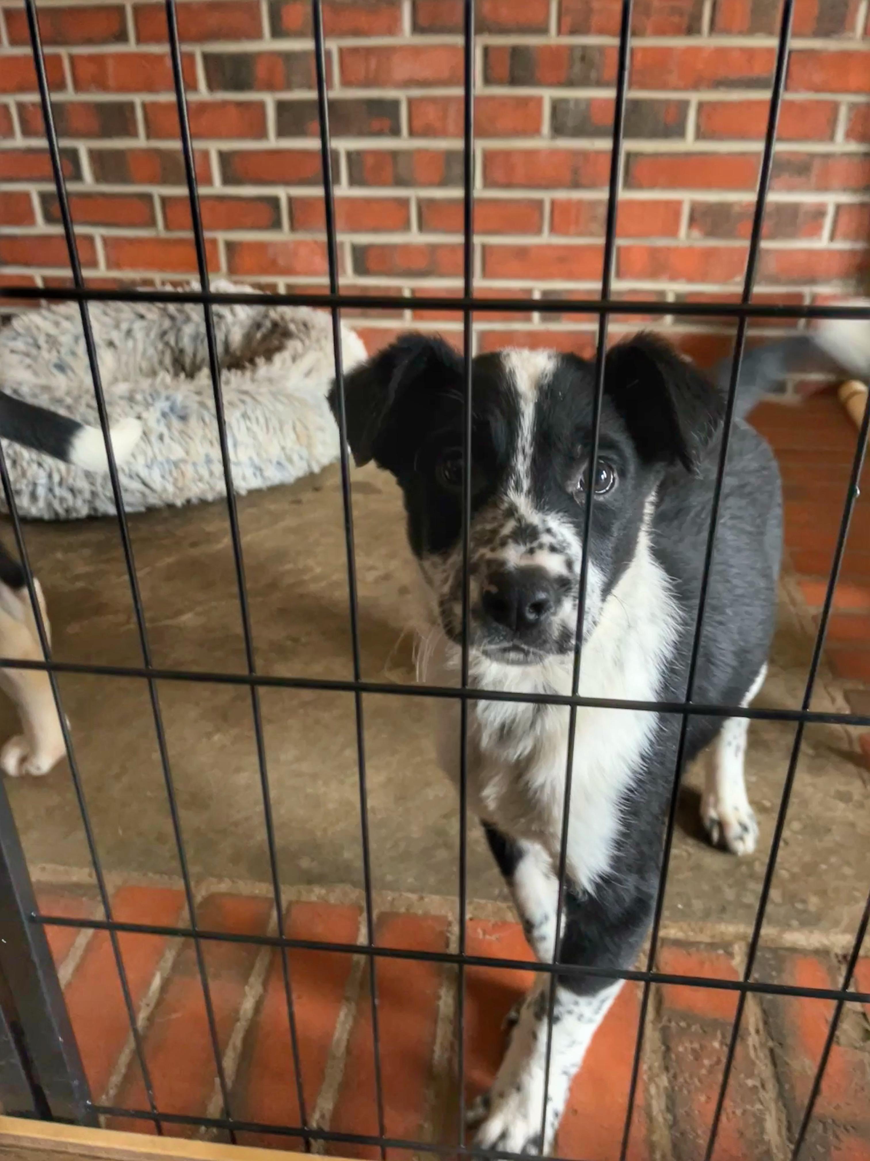 Ollie, a ADOPTABLE mixed breed in Watsontown, PA image 4/5