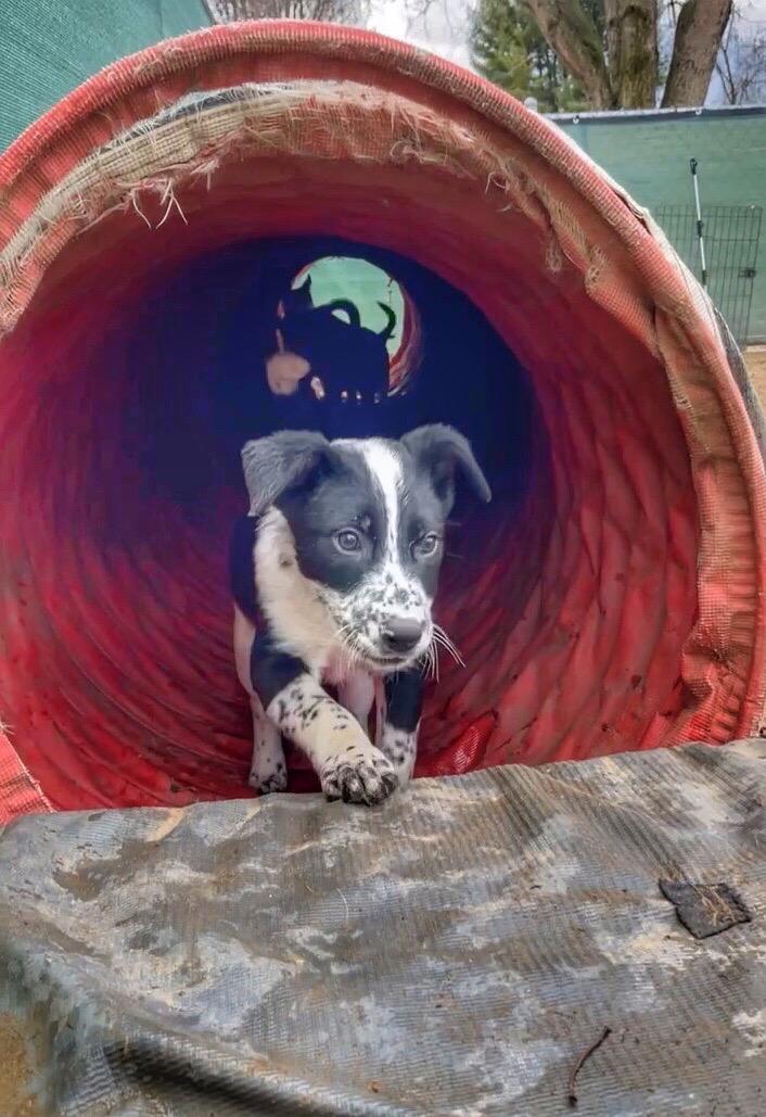 Ollie, a ADOPTABLE mixed breed in Watsontown, PA image 2/5