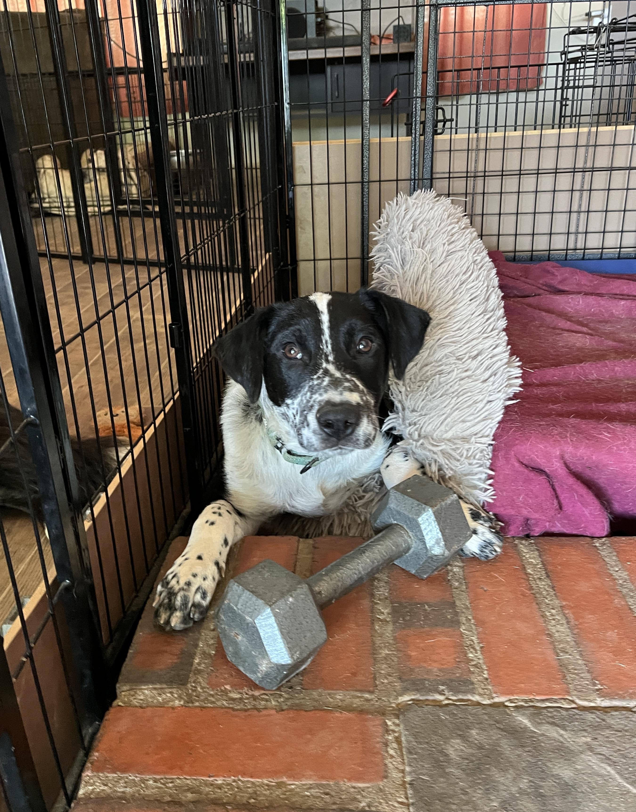 Enlarge Ollie, a ADOPTABLE mixed breed in Watsontown, PA image 4/6