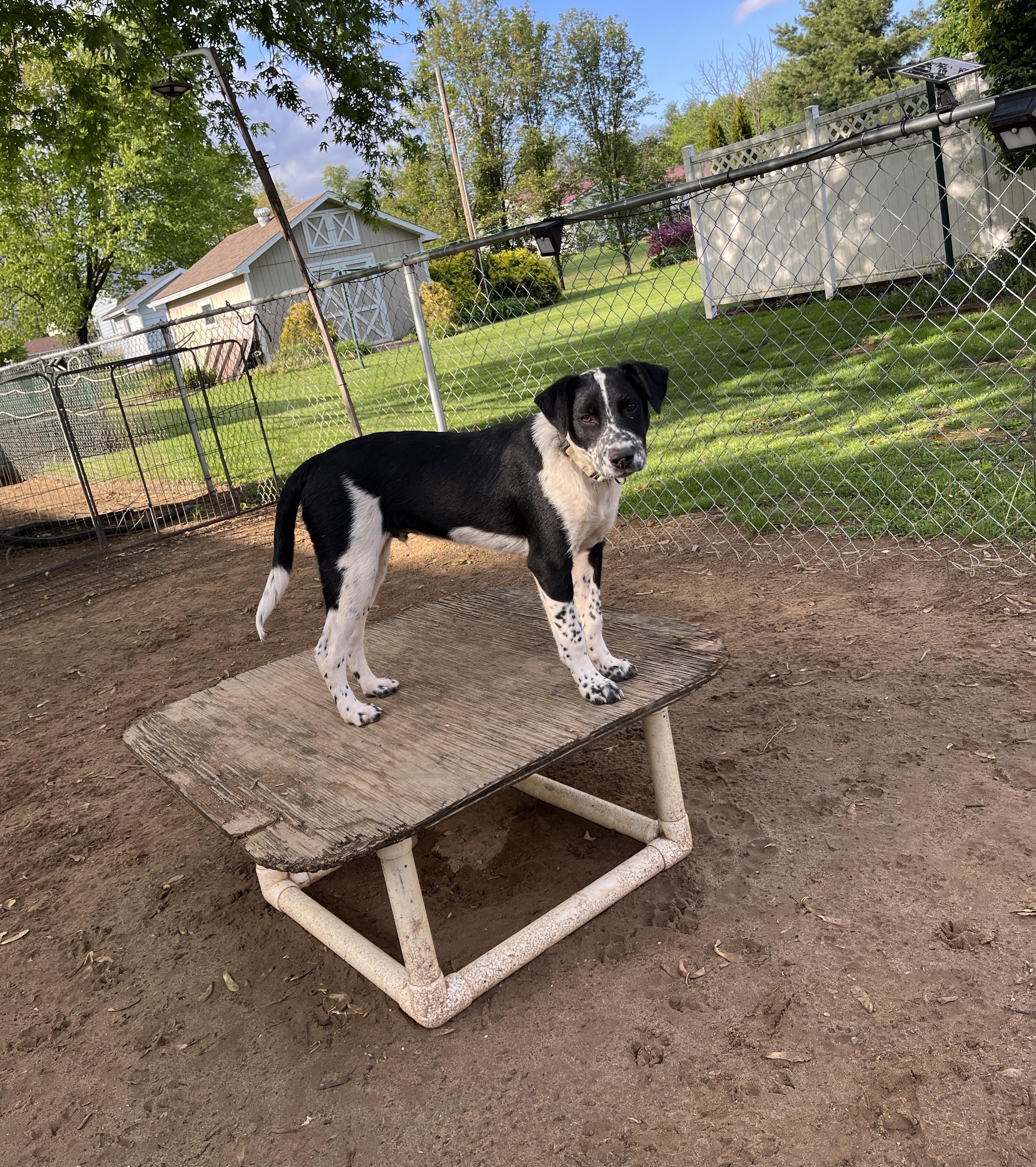 Enlarge Ollie, a ADOPTABLE mixed breed in Watsontown, PA image 3/6