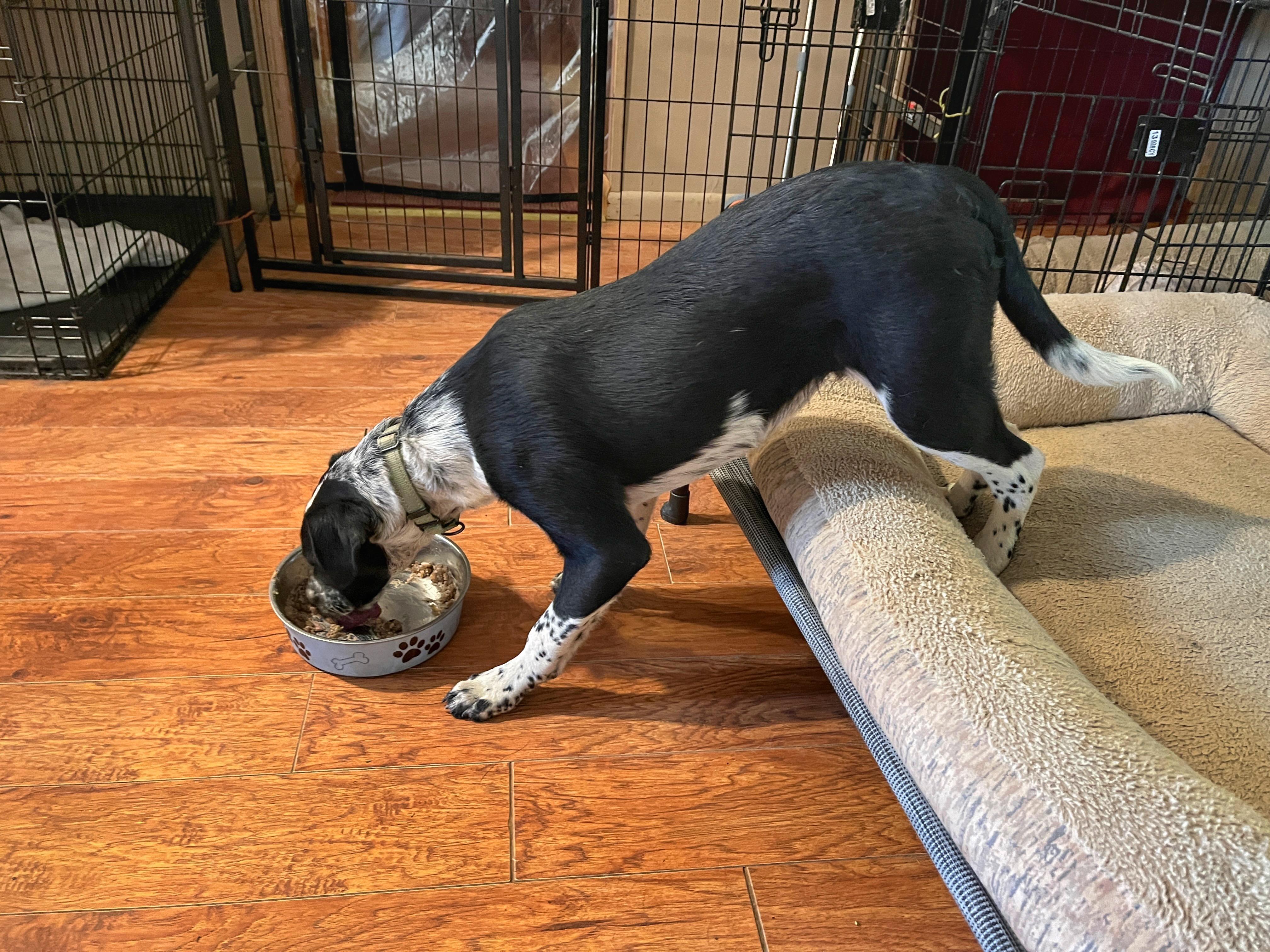 Enlarge Ollie, a ADOPTABLE mixed breed in Watsontown, PA image 5/6