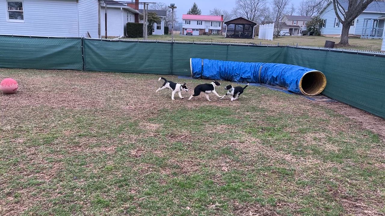 Enlarge Ollie, a ADOPTABLE mixed breed in Watsontown, PA video 5/5