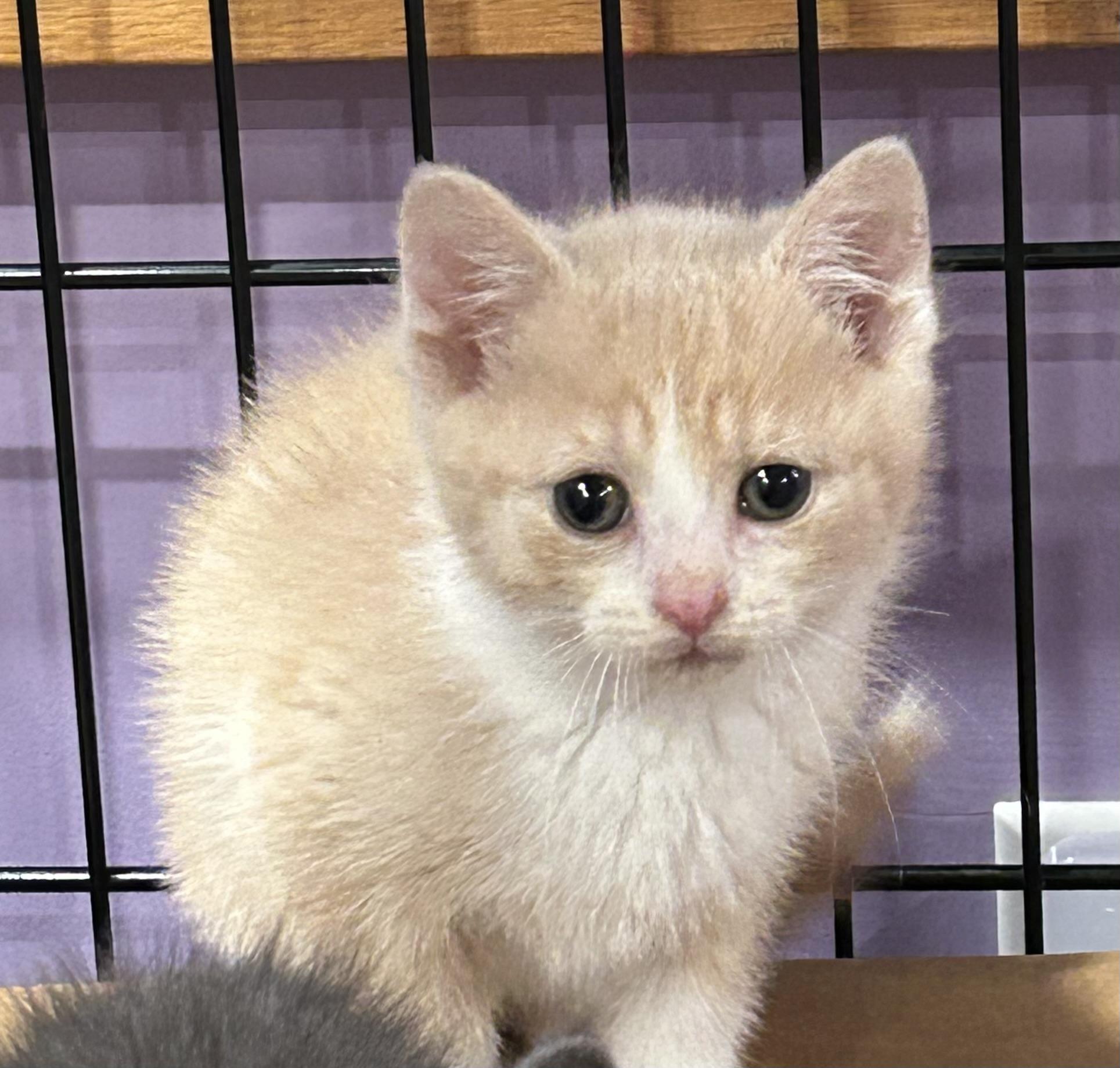 Enlarge Cakey, a ADOPTABLE mixed breed in Ontario, NY image 5/5