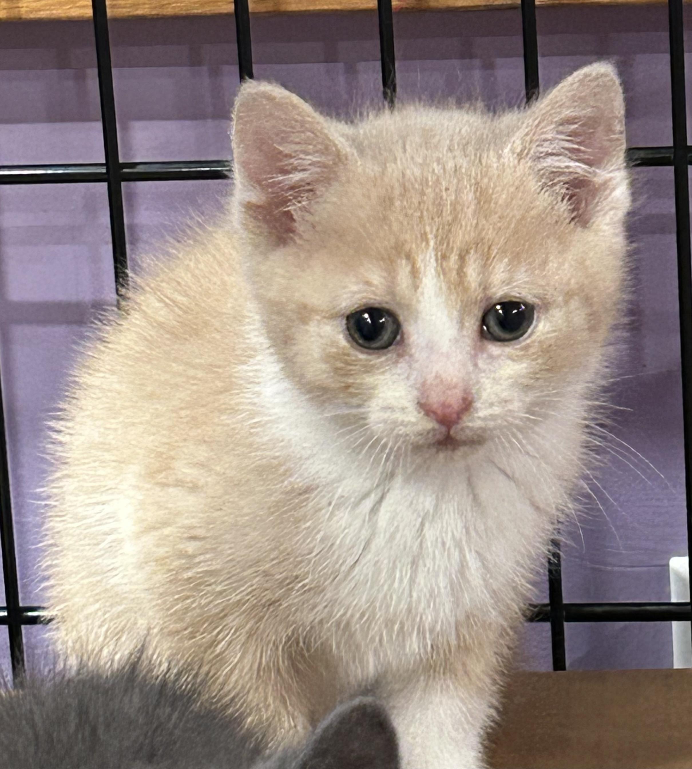 Enlarge Cakey, a ADOPTABLE mixed breed in Ontario, NY image 2/5