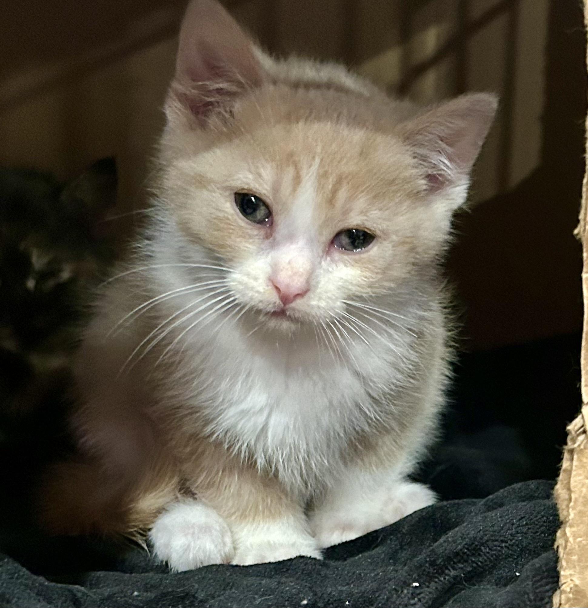 Cakey, ADOPTABLE, Kitten Male Domestic Short Hair.