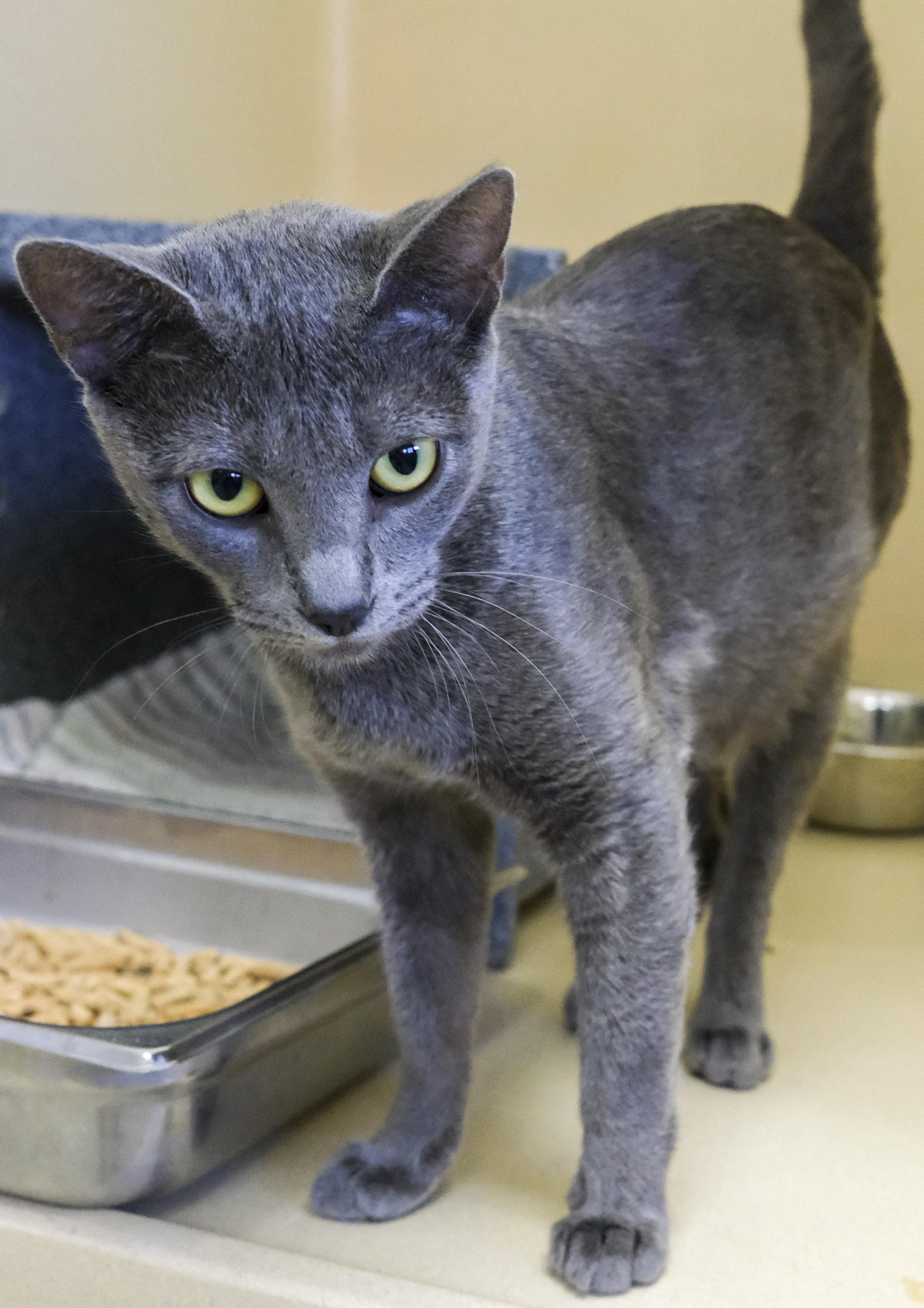 GUMDROP, Adoptable, Young Female Russian Blue.