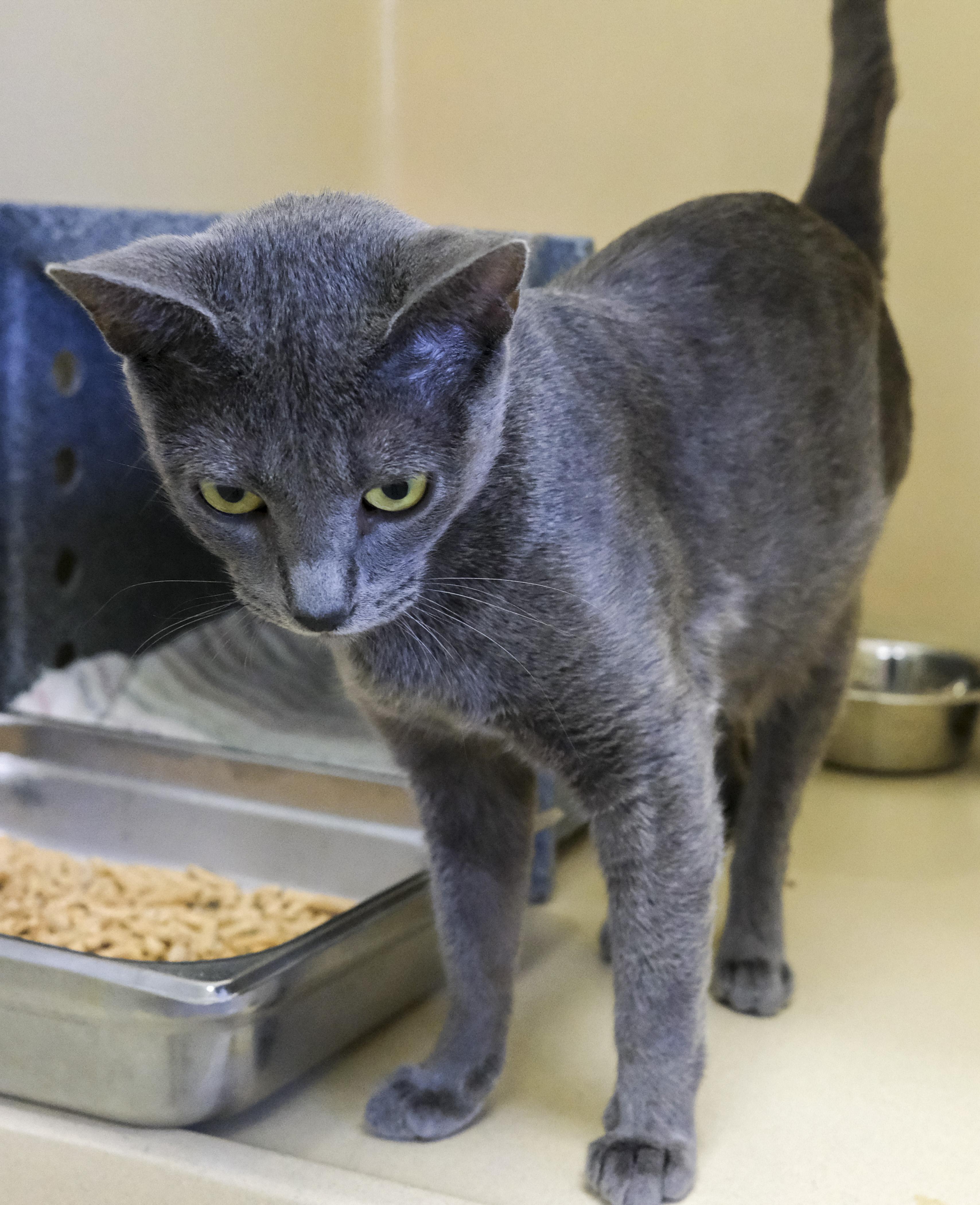 Enlarge GUMDROP, a Adoptable Russian Blue in Harvey , LA image 2/2