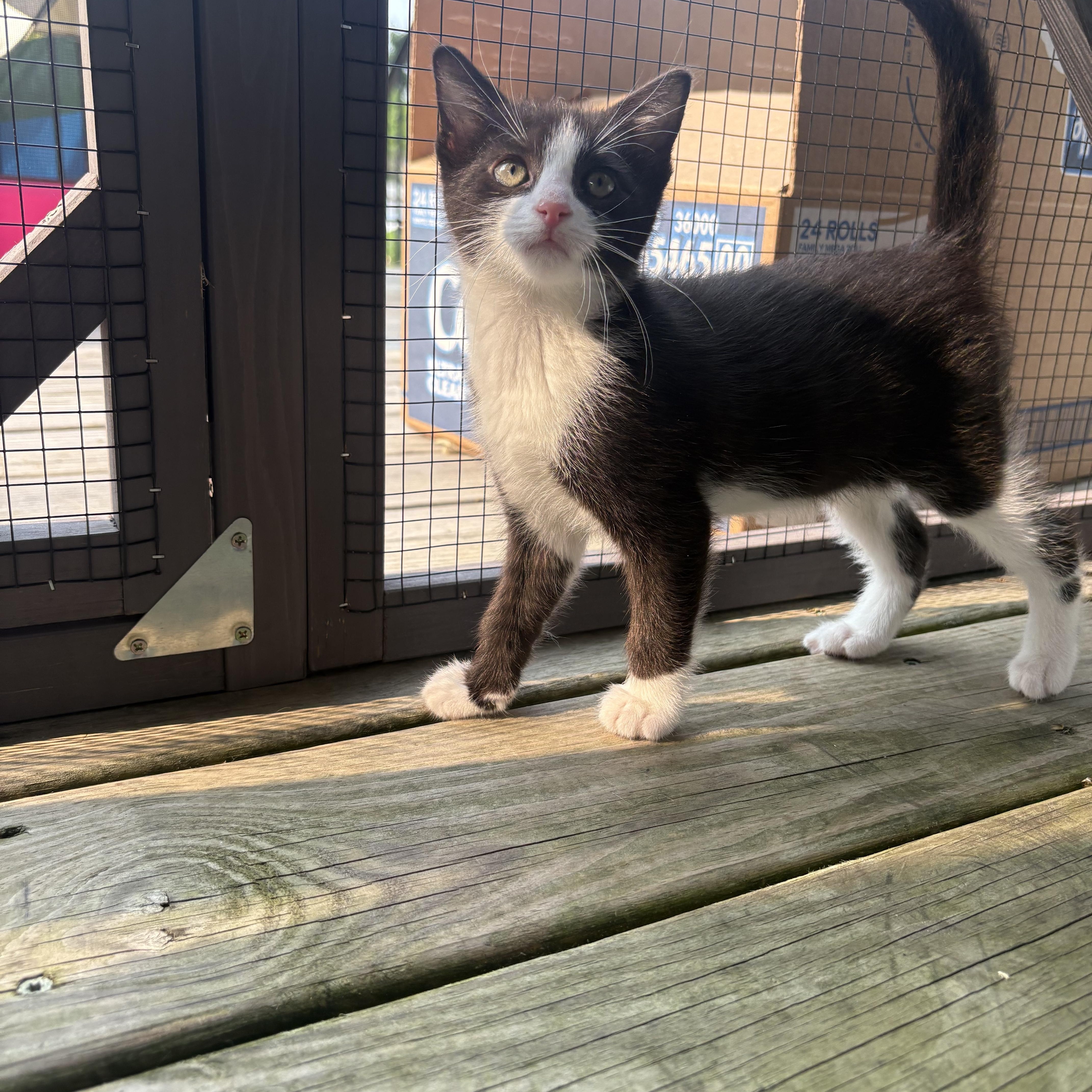 Wilder- 10 weeks old