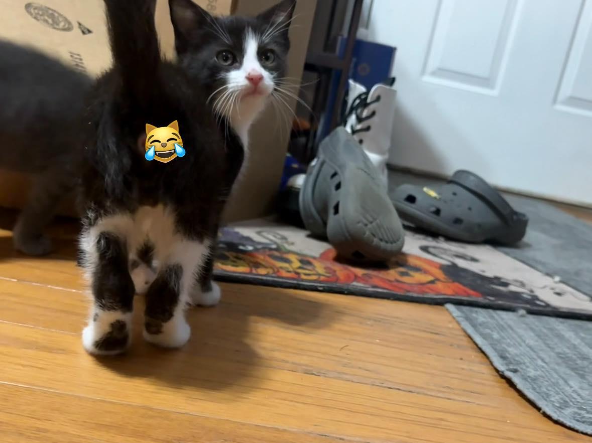 Wilder- 10 weeks old 2