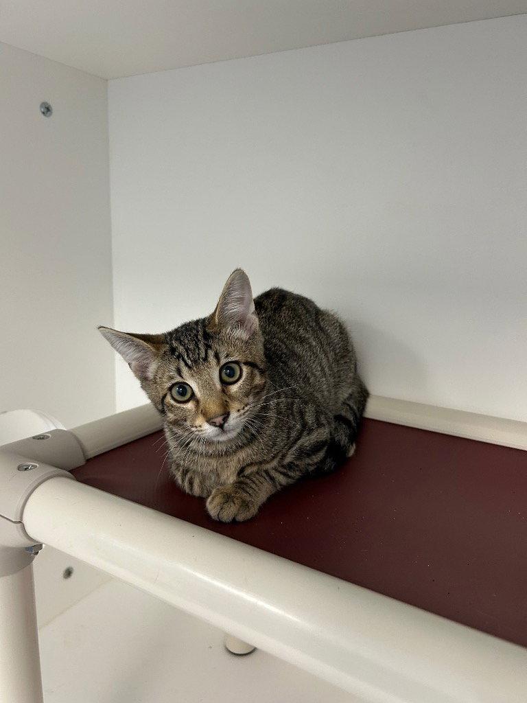 26-348 Sammy, Adoptable, Kitten Male Domestic Short Hair.