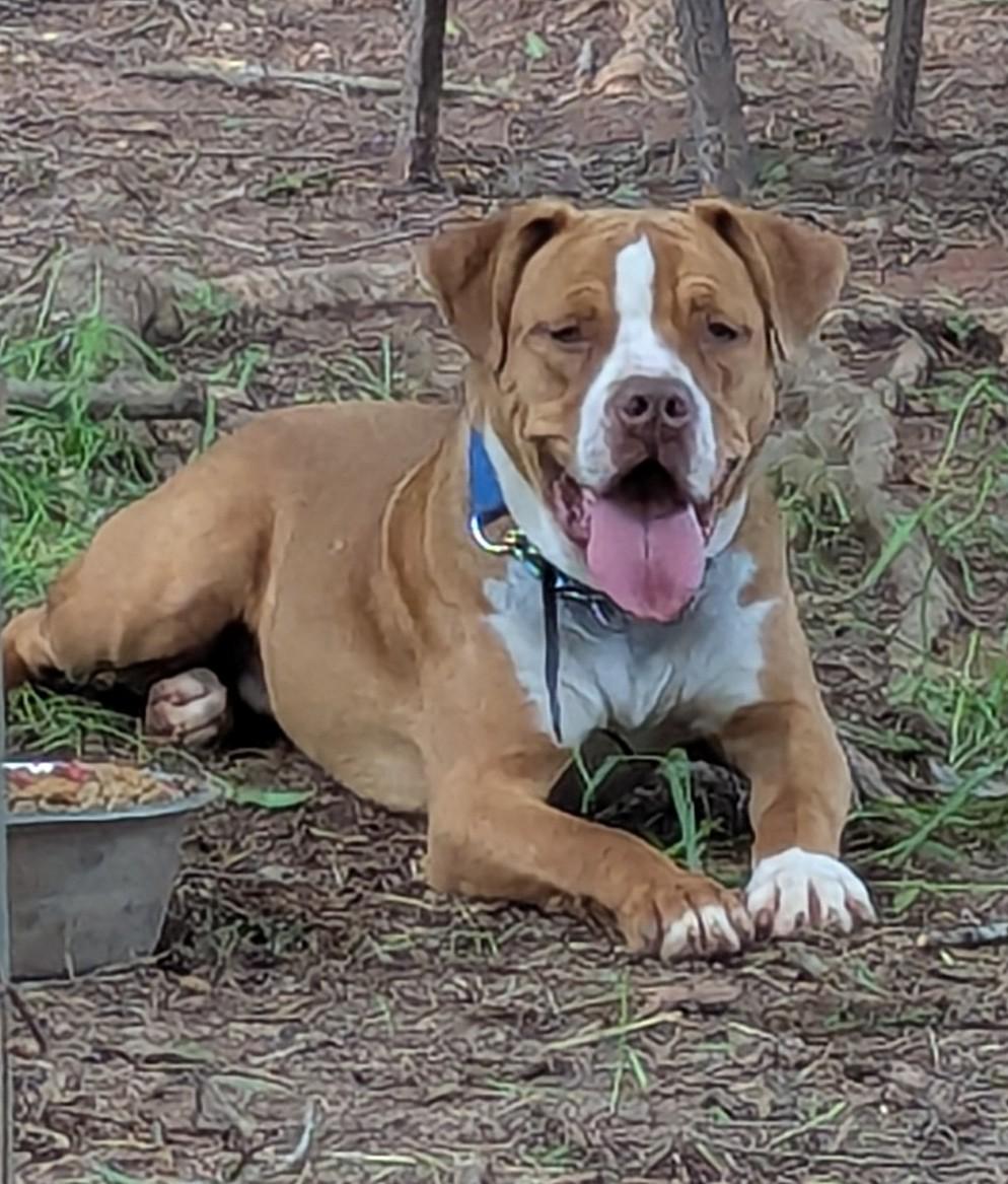 Ezekiel, Adoptable, Young Male Boxer & Boston Terrier.