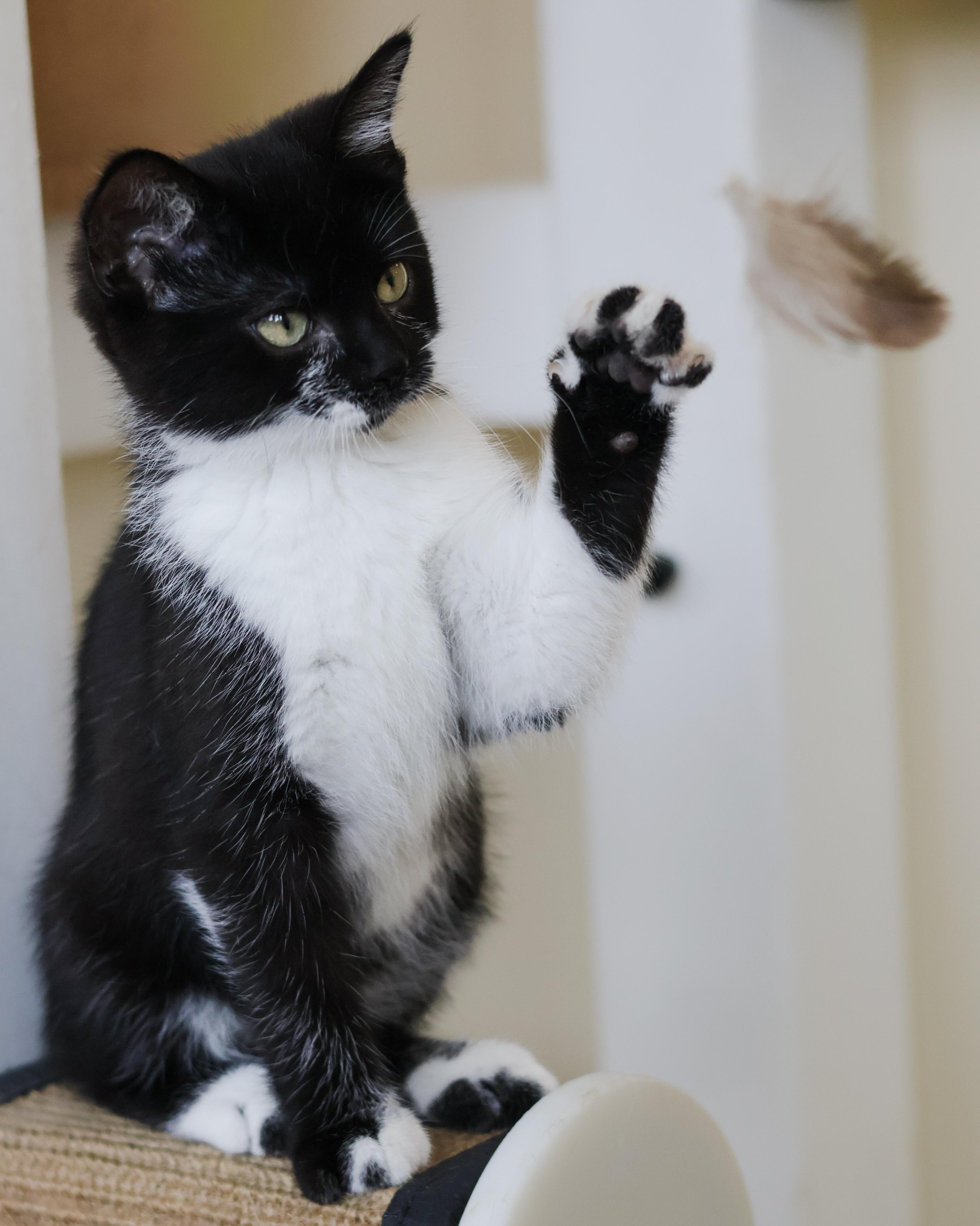 Bev, a ADOPTABLE Domestic Short Hair in St. Ignace, MI image 2/3