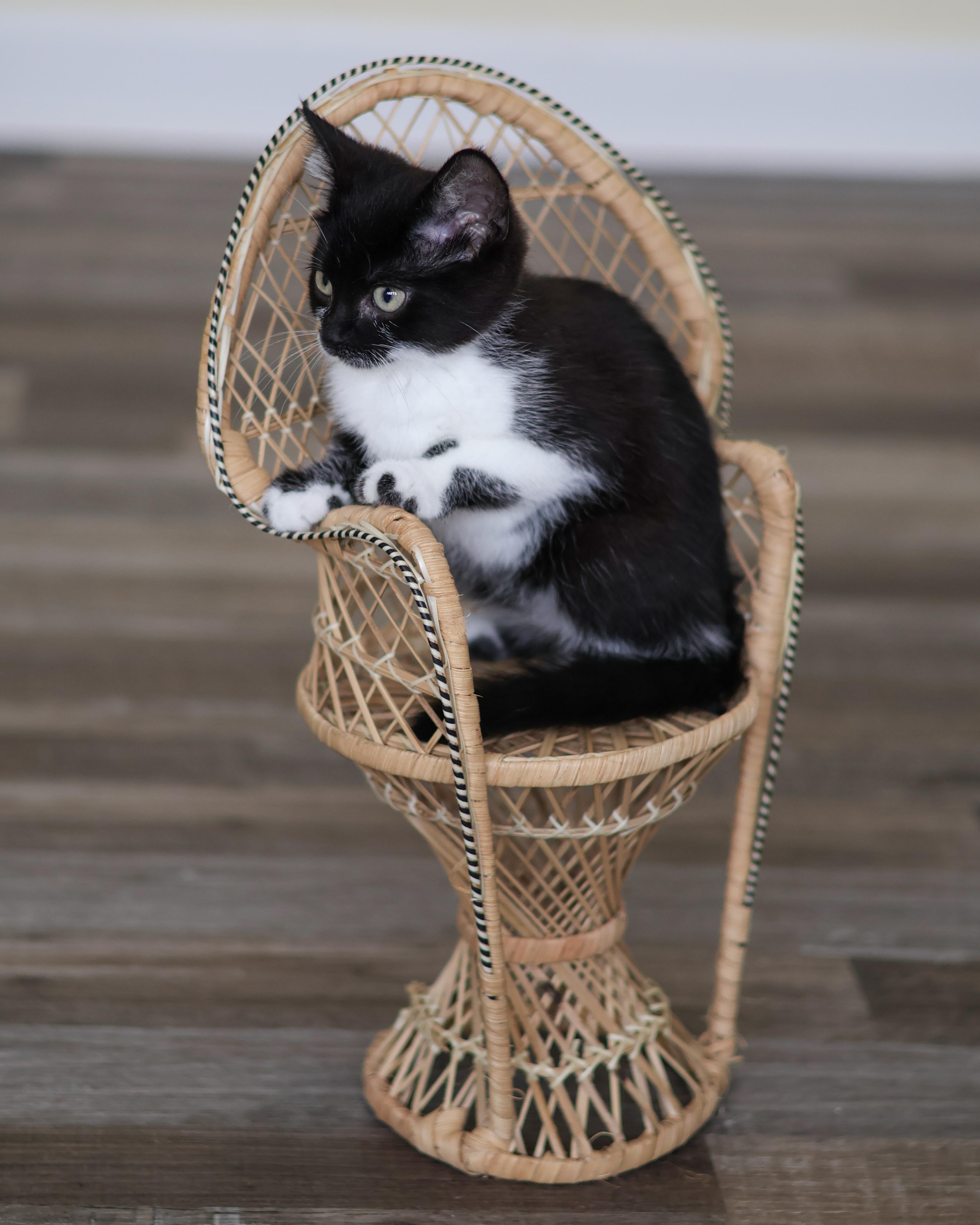 Bev, a ADOPTABLE Domestic Short Hair in St. Ignace, MI image 3/3