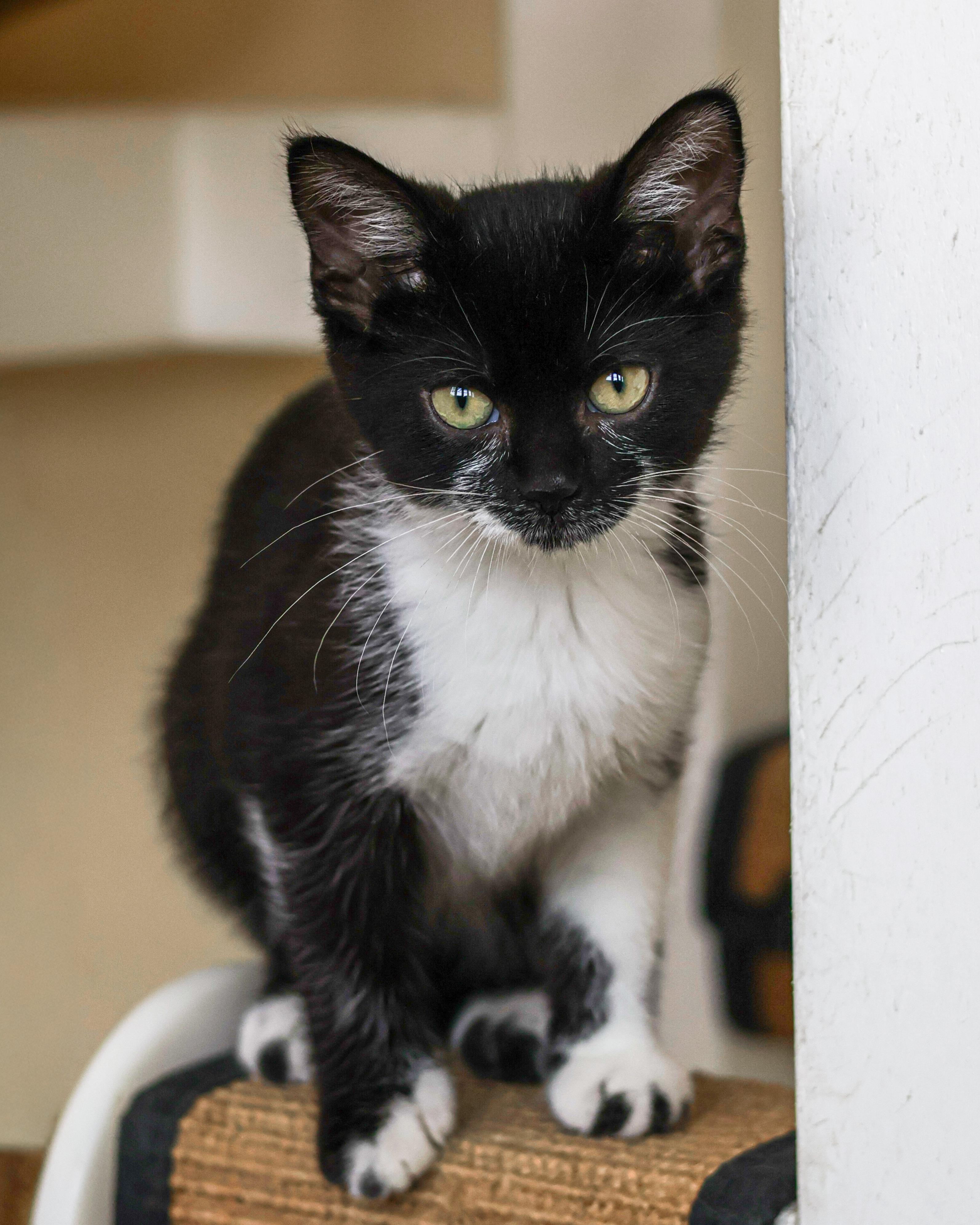 Bev, ADOPTABLE, Kitten Female Domestic Short Hair.