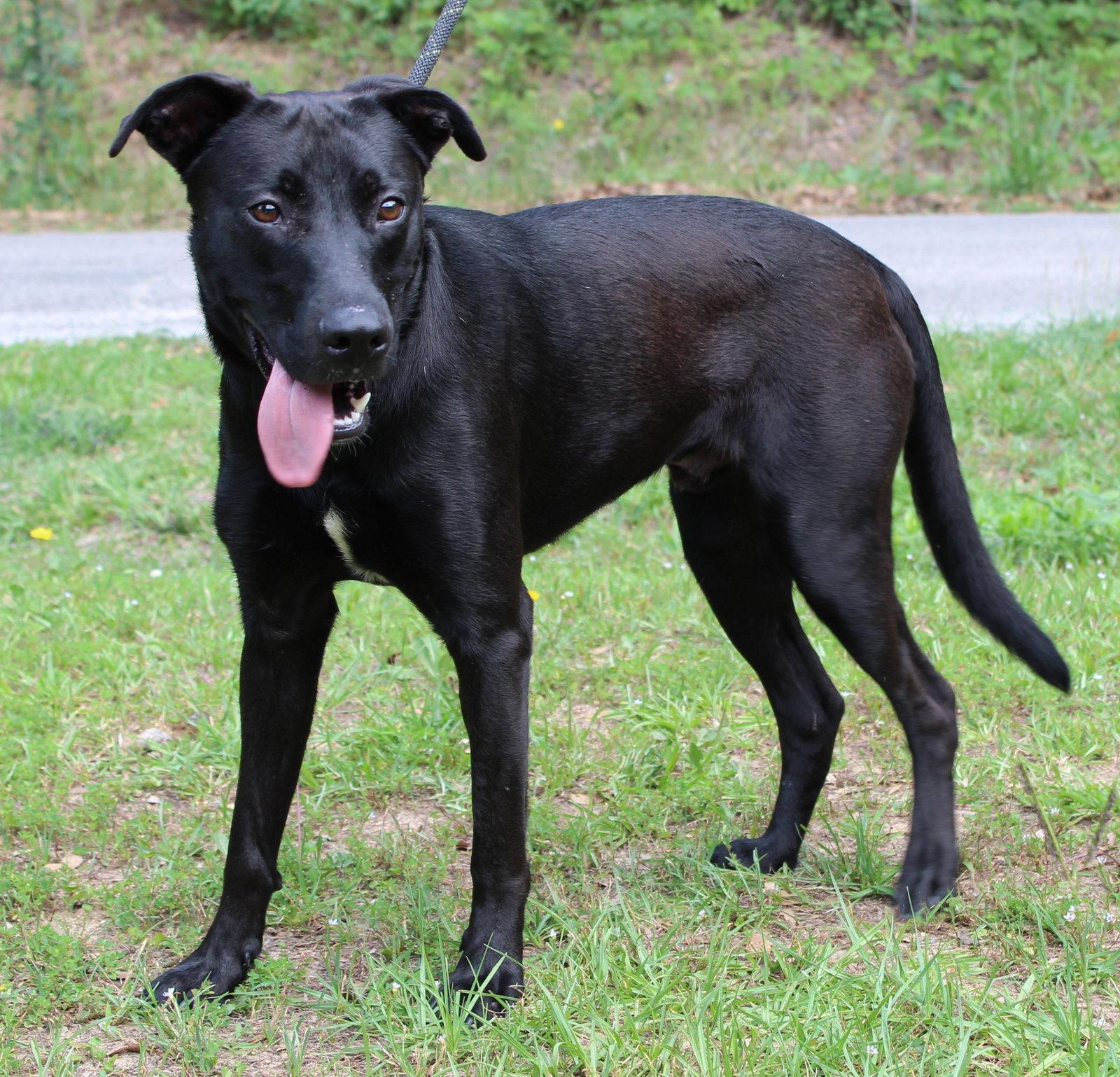 Sirius 41343, a Adoptable Black Labrador Retriever in Prattville, AL image 1/3