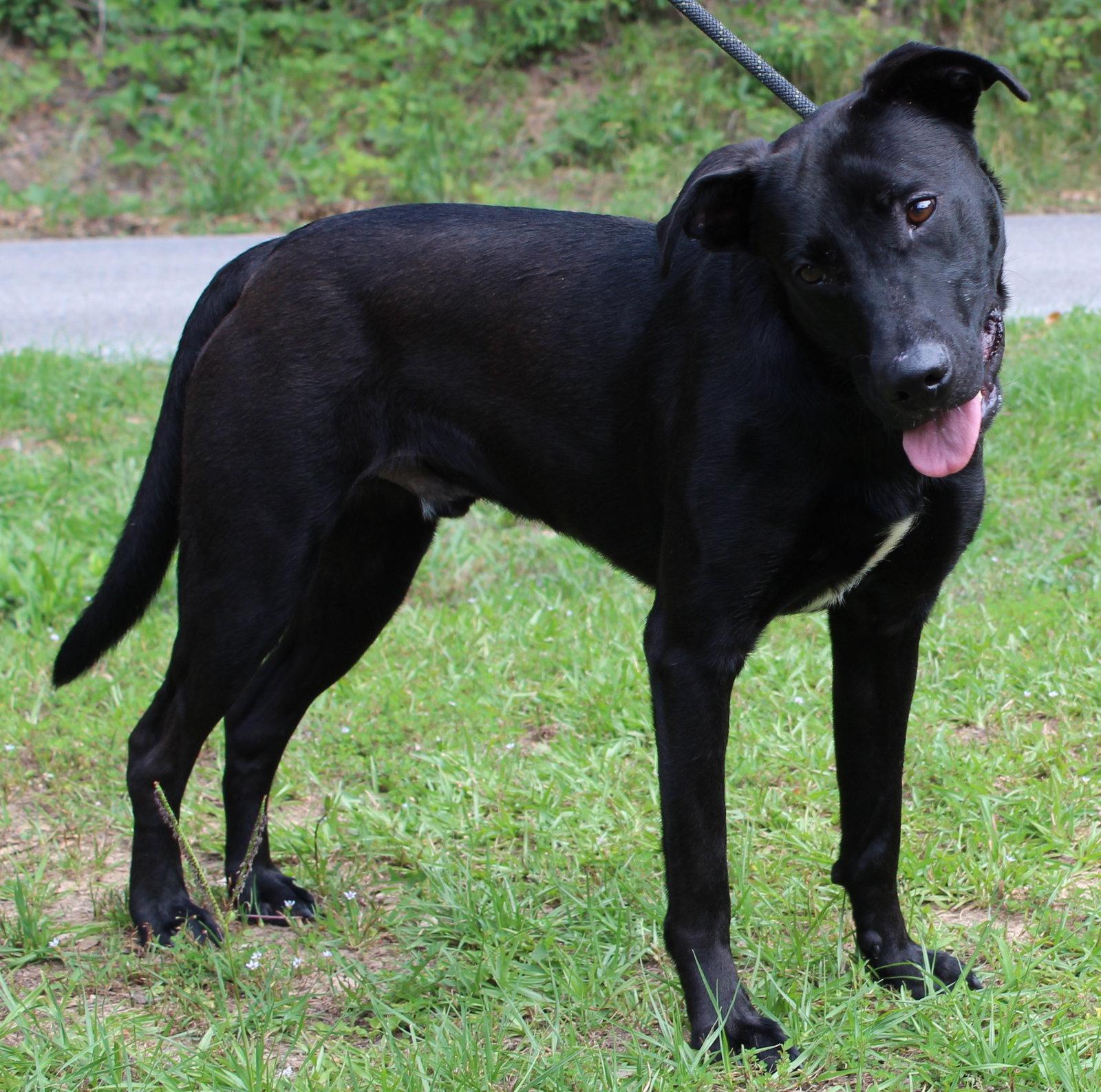 Sirius 41343, a Adoptable Black Labrador Retriever in Prattville, AL image 2/3