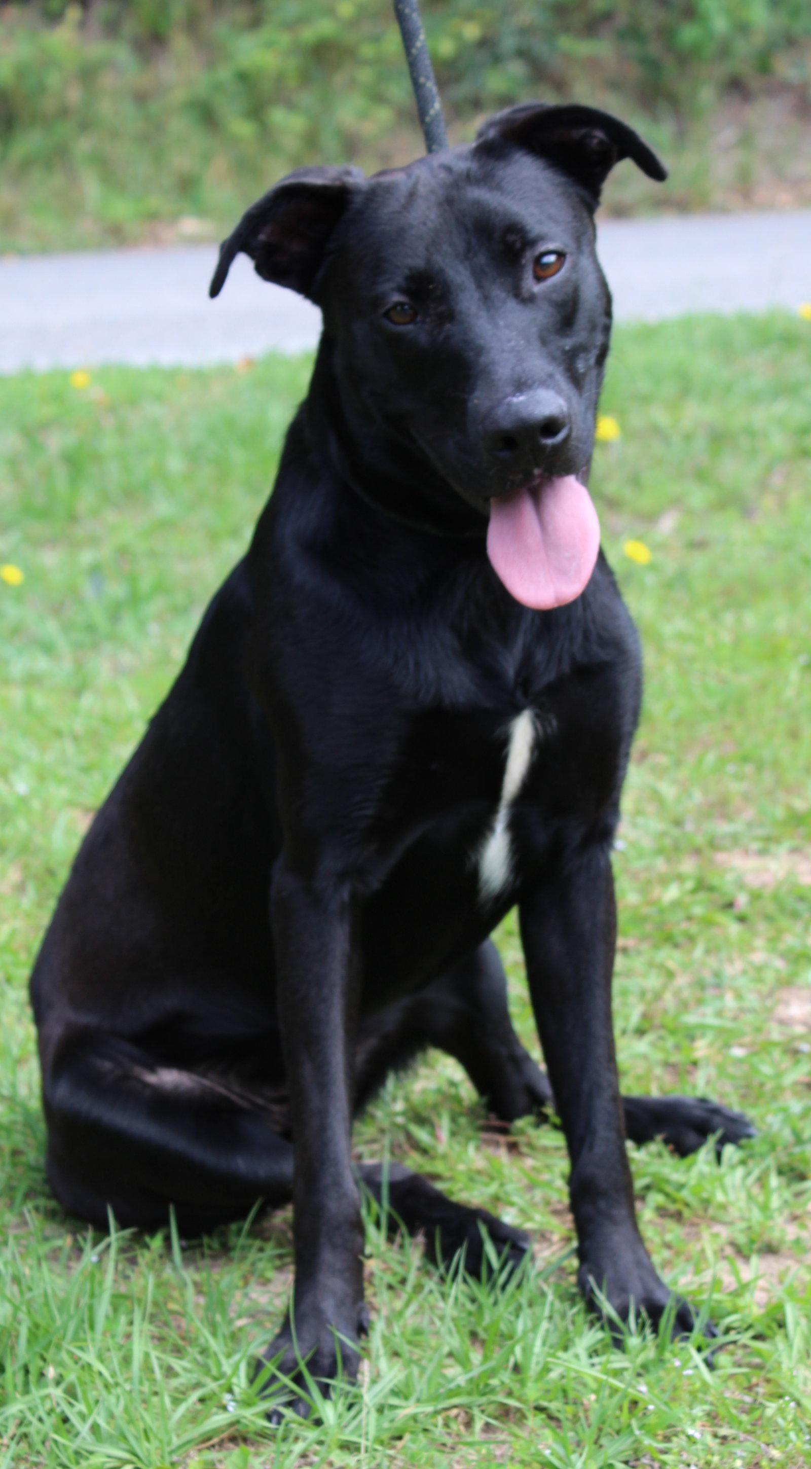 Sirius 41343, a Adoptable Black Labrador Retriever in Prattville, AL image 3/3