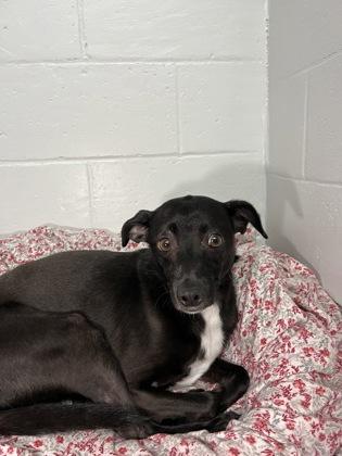 Pongo, Adoptable, Adult Male Chihuahua & Mixed Breed.