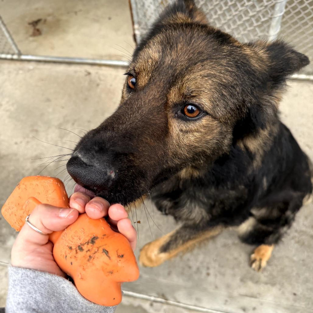 Fonzie (26-128), a Adoptable German Shepherd Dog in New Ringgold, PA image 1/6