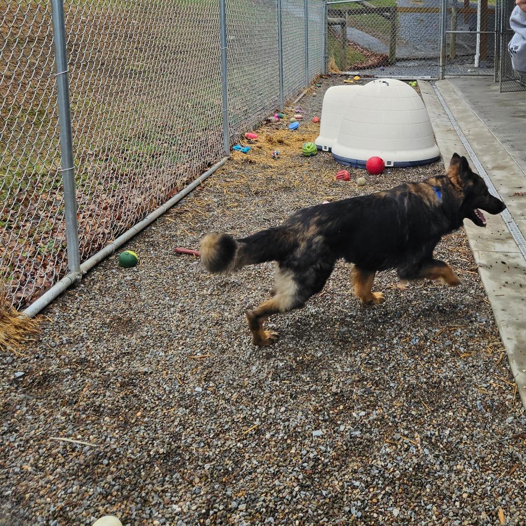 Fonzie (26-128), a Adoptable German Shepherd Dog in New Ringgold, PA image 2/6