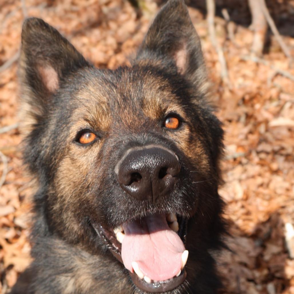 Fonzie (26-128), a Adoptable German Shepherd Dog in New Ringgold, PA image 3/6