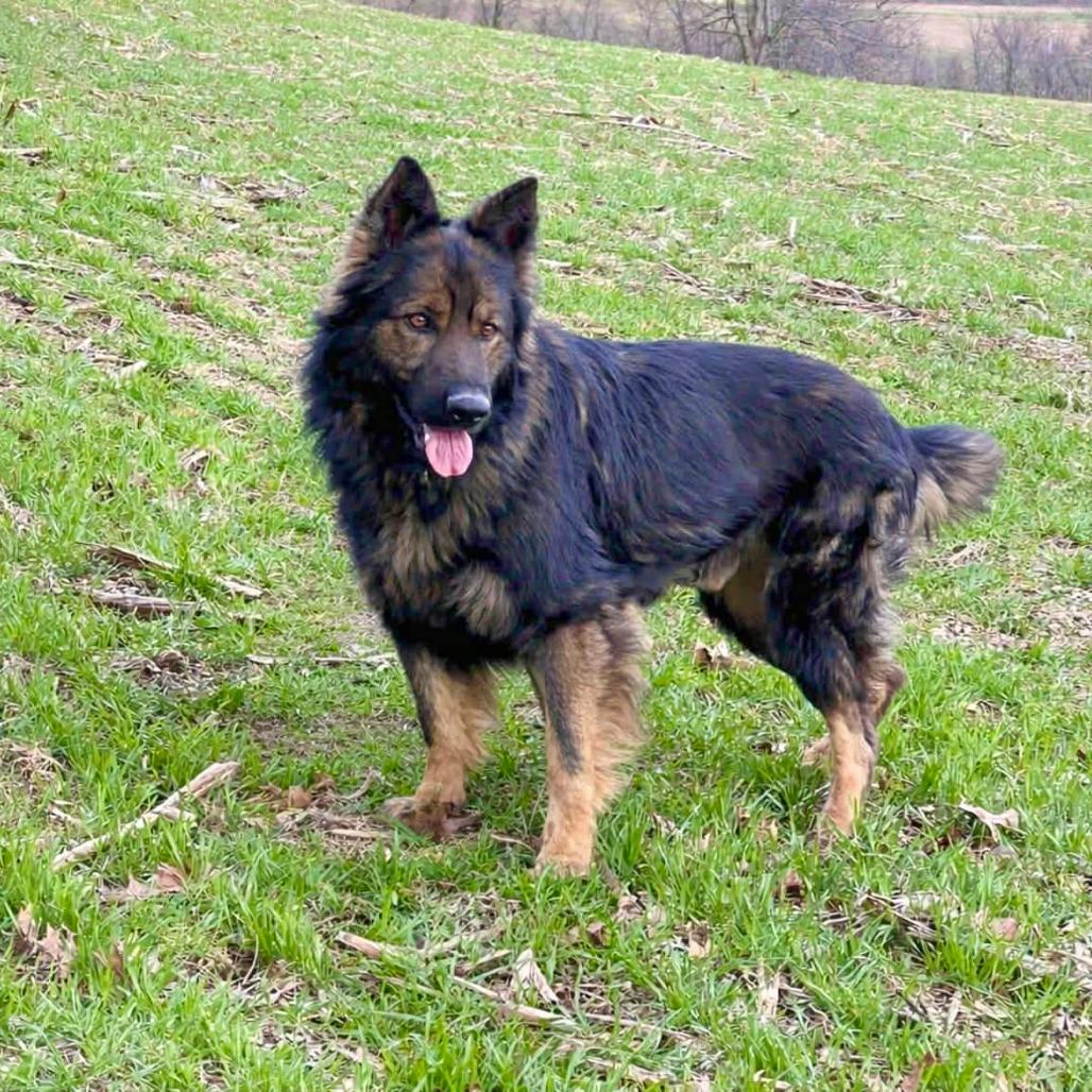 Fonzie (26-128), a Adoptable German Shepherd Dog in New Ringgold, PA image 4/6