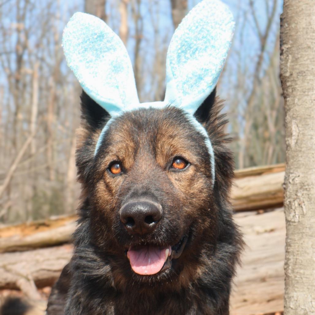 Fonzie (26-128), a Adoptable German Shepherd Dog in New Ringgold, PA image 5/6