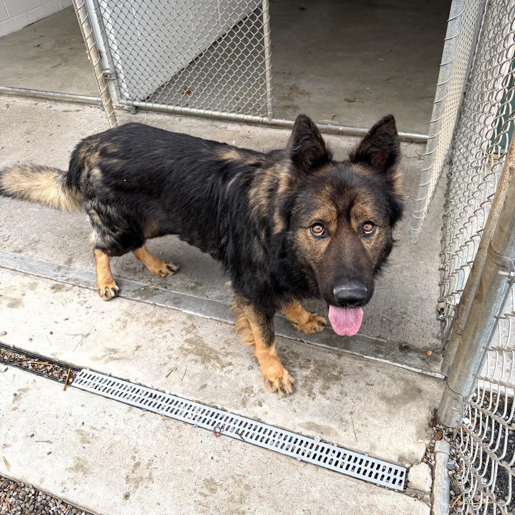 Fonzie (26-128), a Adoptable German Shepherd Dog in New Ringgold, PA image 6/6