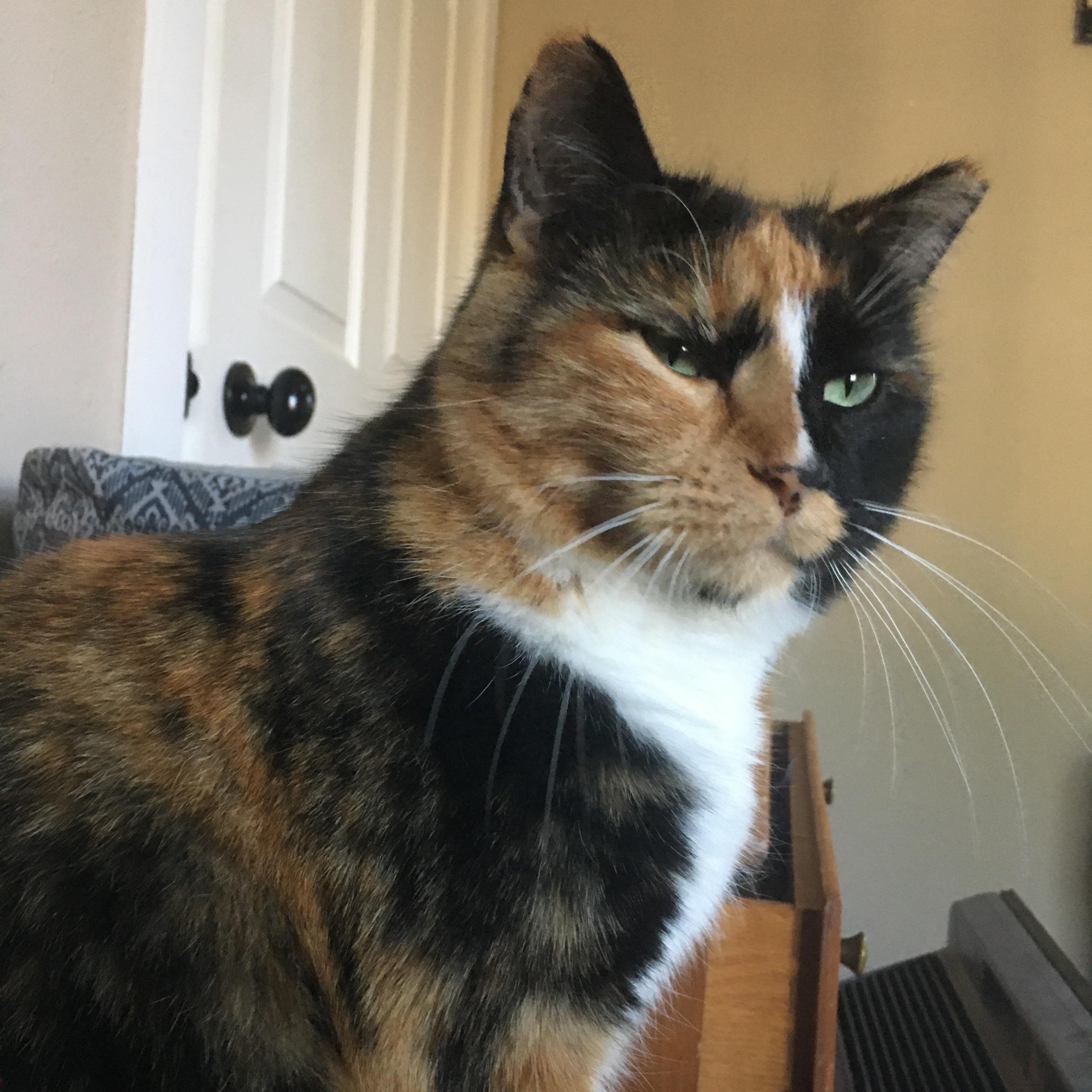 Zuri, Adoptable, Senior Female American Shorthair.