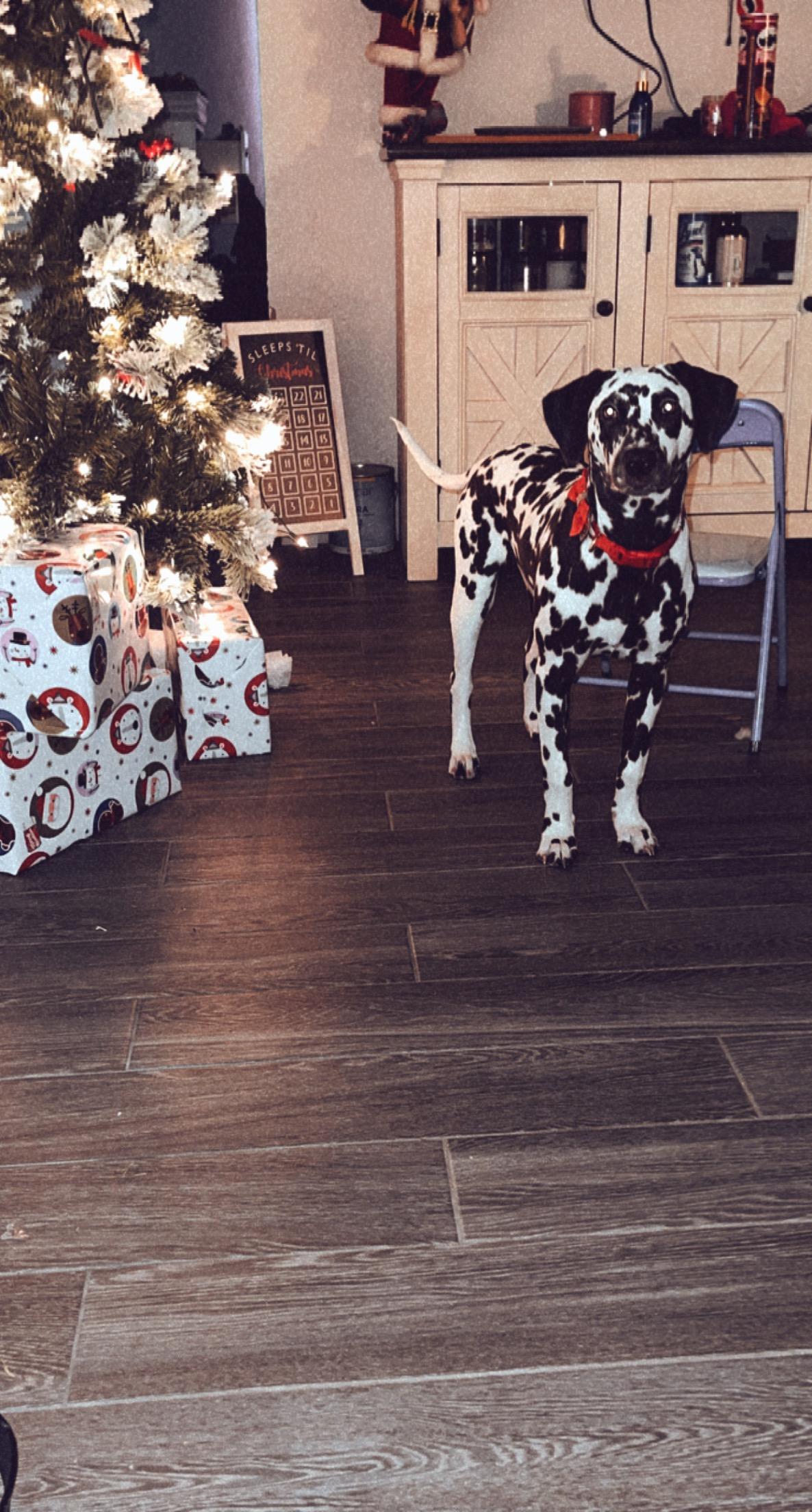 Enlarge Bailey-Cleveland, TX (Bonded to Charlie), a ADOPTABLE Dalmatian in Cleveland, TX image 3/4