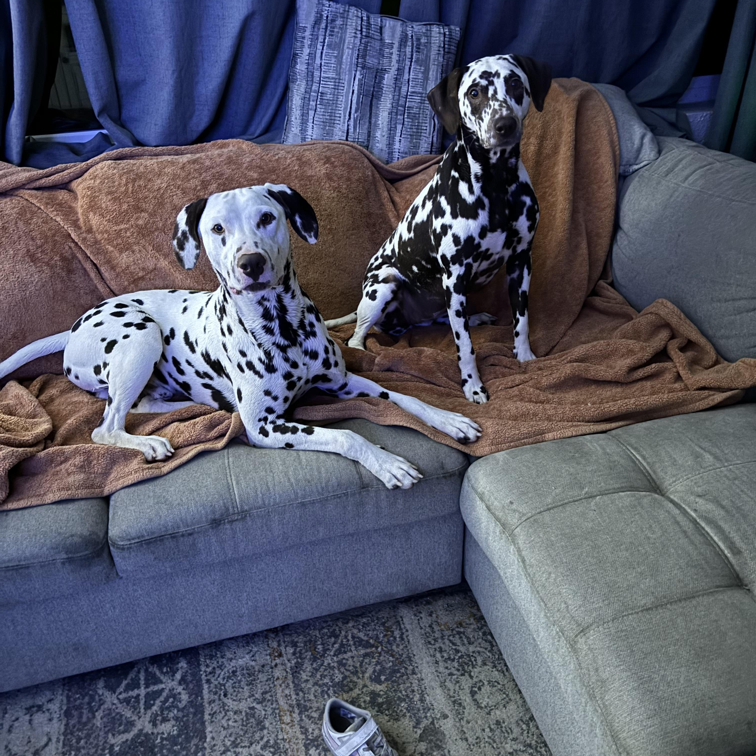 Enlarge Bailey-Cleveland, TX (Bonded to Charlie), a ADOPTABLE Dalmatian in Cleveland, TX image 4/4