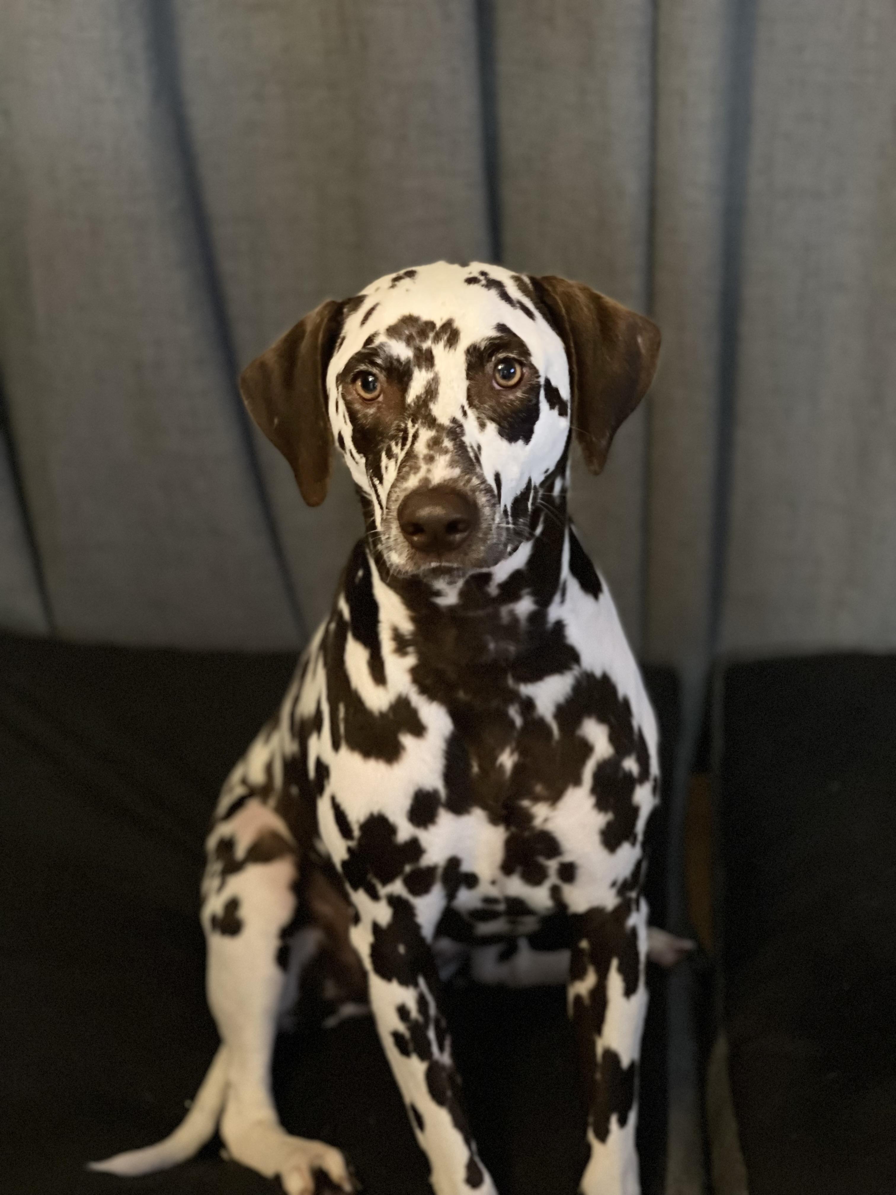 Bailey-Cleveland, TX (Bonded to Charlie), ADOPTABLE, Adult Female Dalmatian.