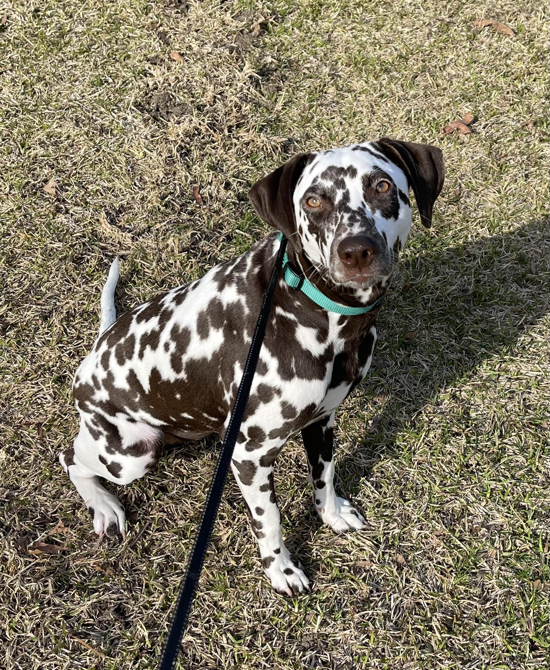 Enlarge Bailey-Cleveland, TX (Bonded to Charlie), a ADOPTABLE Dalmatian in Cleveland, TX image 2/4