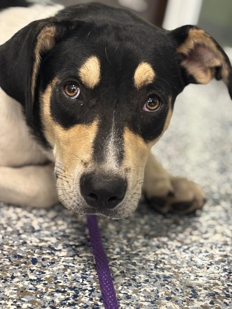 Enlarge Jack, a Adoptable mixed breed in Carthage, MO image 1/3
