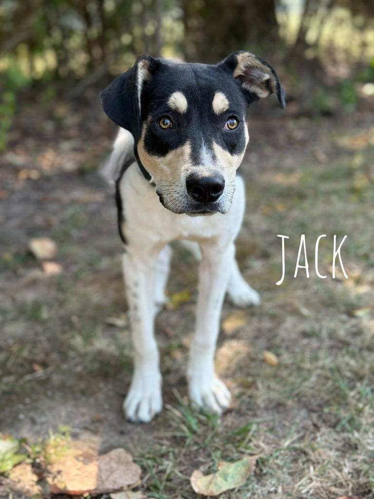 Enlarge Jack, a Adoptable mixed breed in Carthage, MO image 3/3