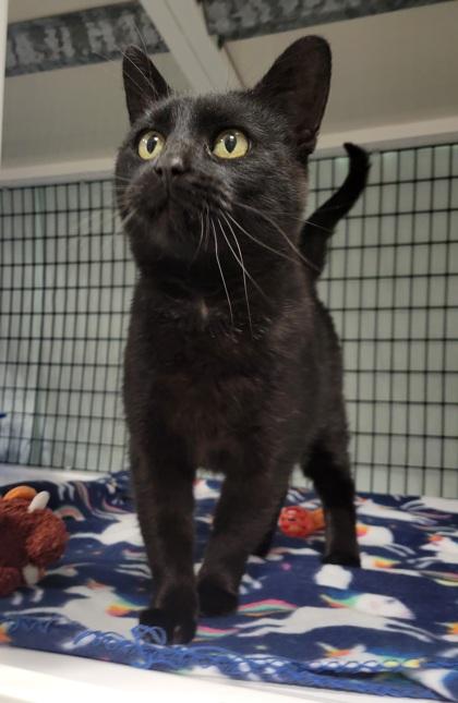 Enlarge Pumpkin, a Adoptable Domestic Short Hair in Neenah, WI image 1/1