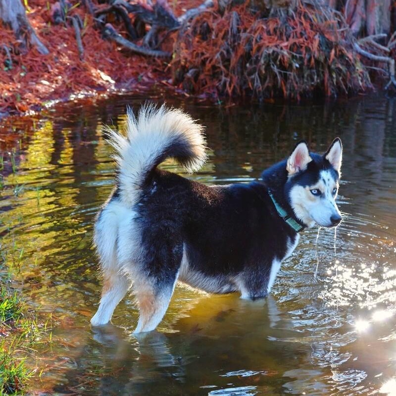 Loki the Adventurer 2