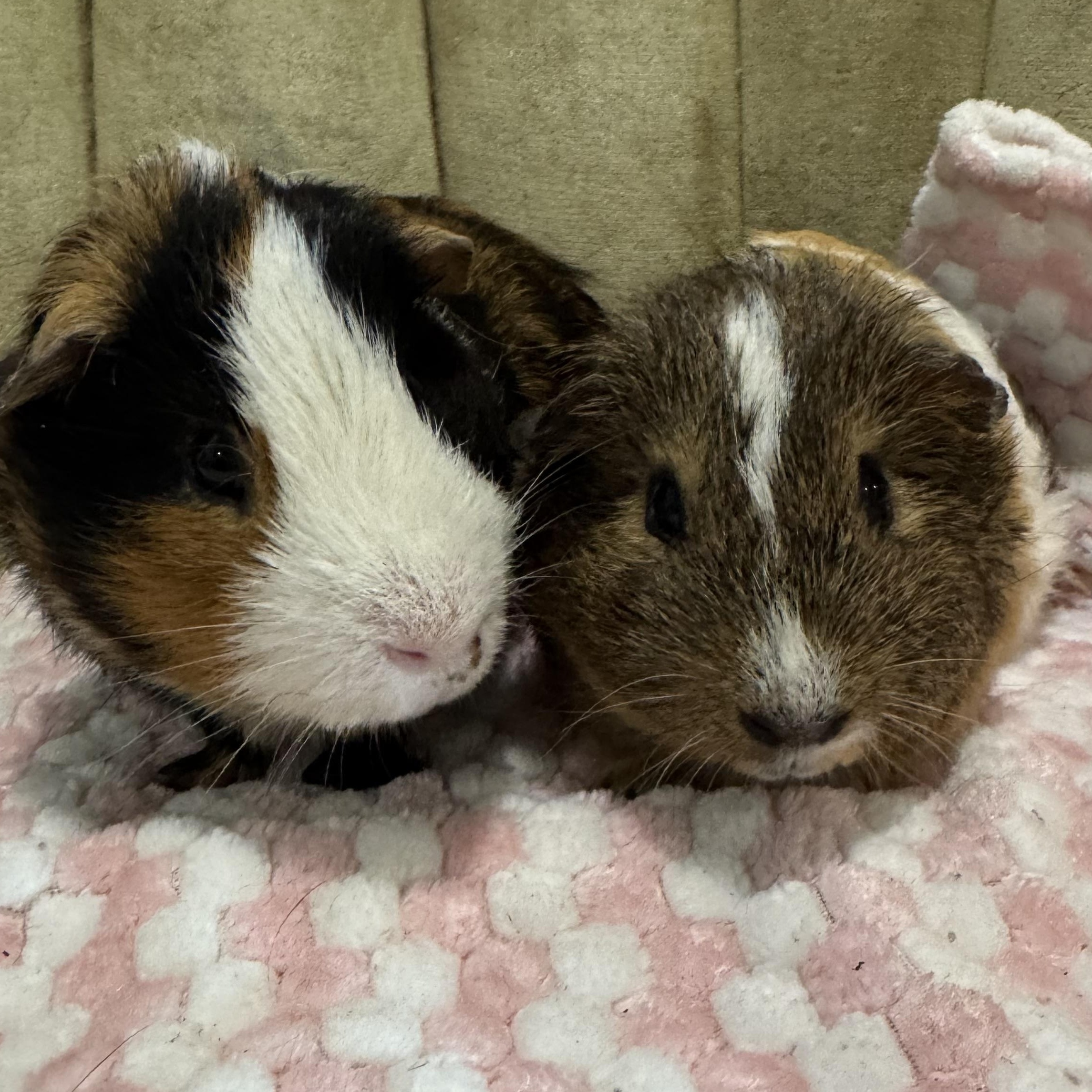 Enlarge Rex and Cody, a ADOPTABLE Short-Haired in Walnut Grove, CA image 4/4