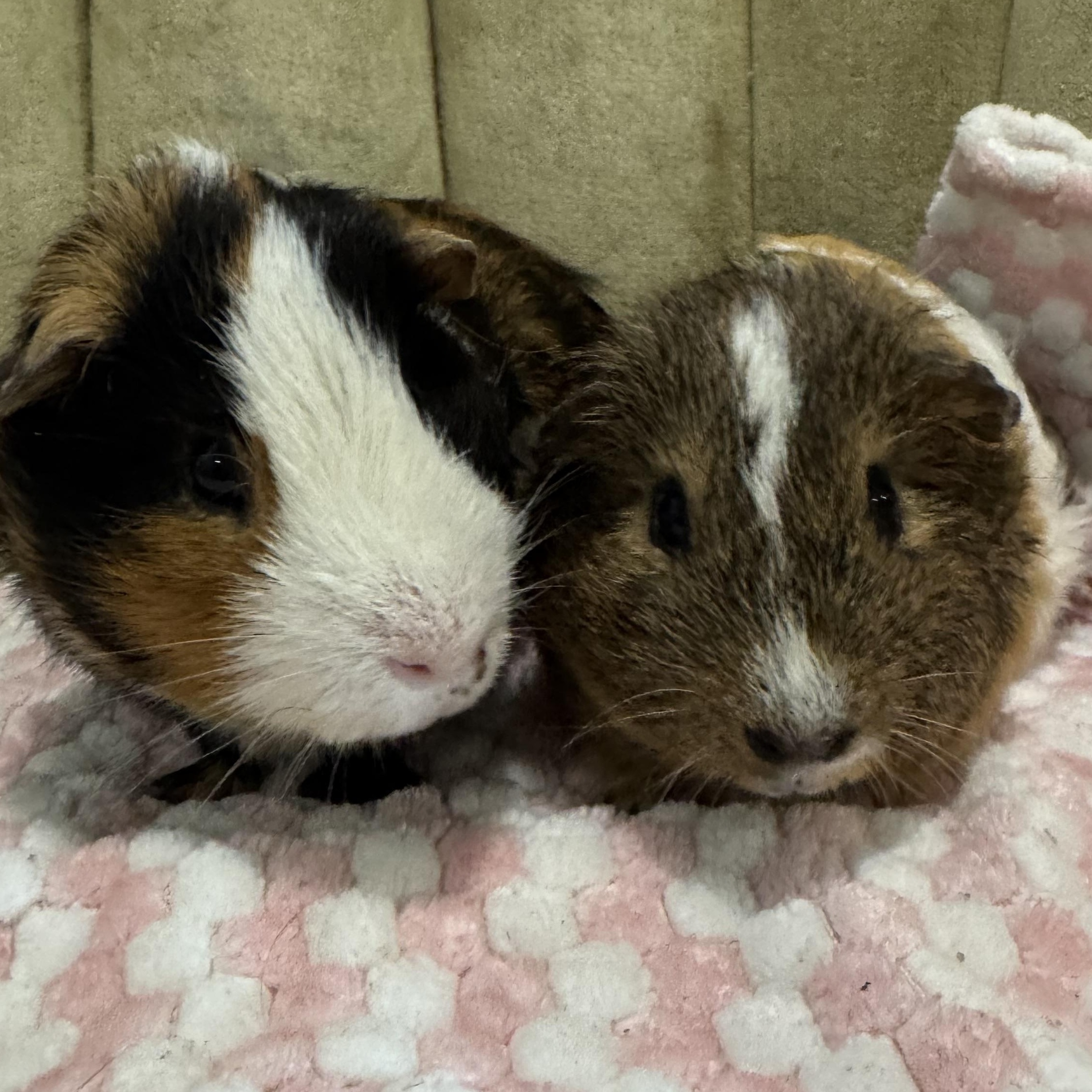 Enlarge Rex and Cody, a ADOPTABLE Short-Haired in Walnut Grove, CA image 3/4