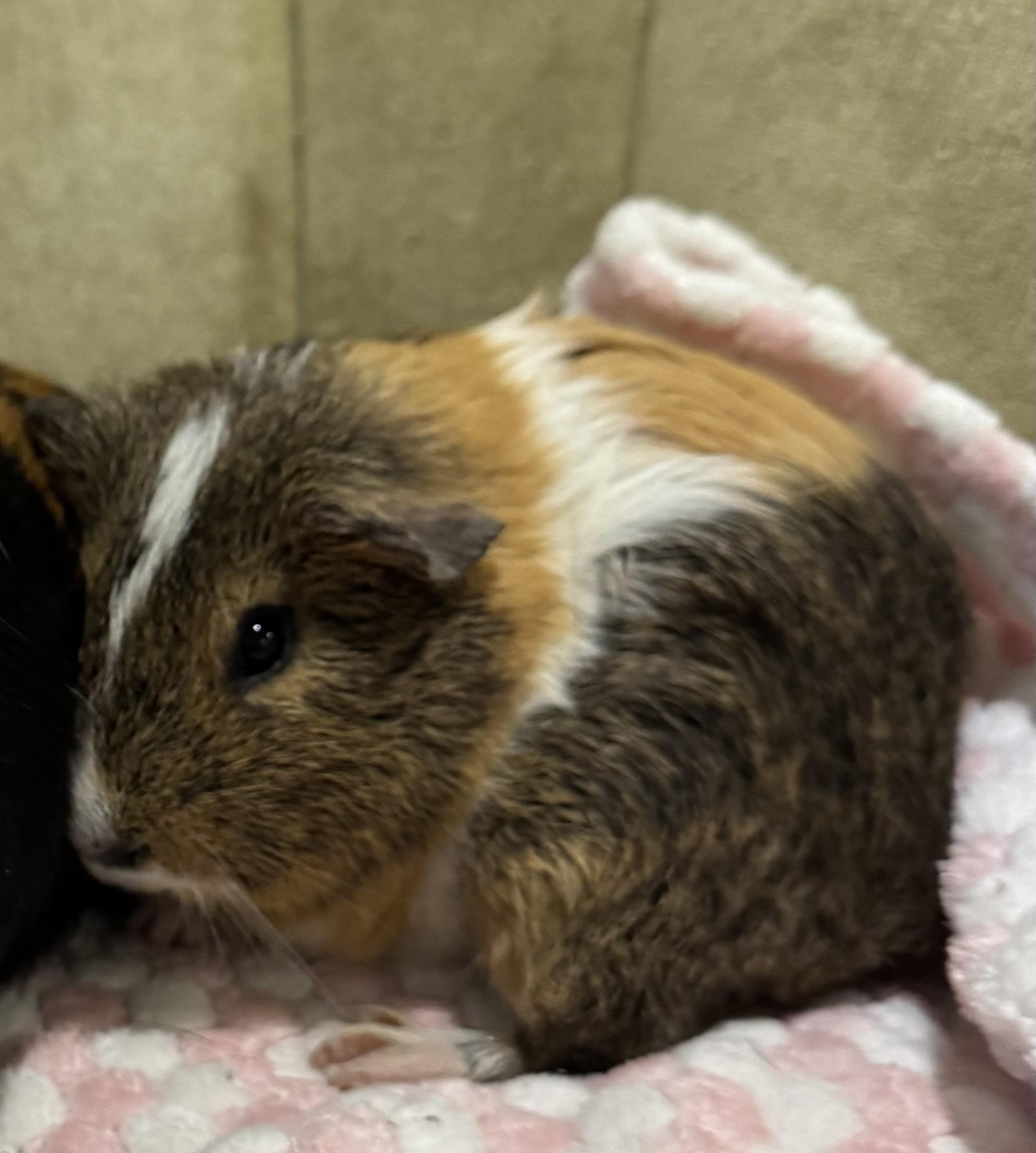 Enlarge Rex, an adoptable Short-Haired in Walnut Grove, CA image 1/2