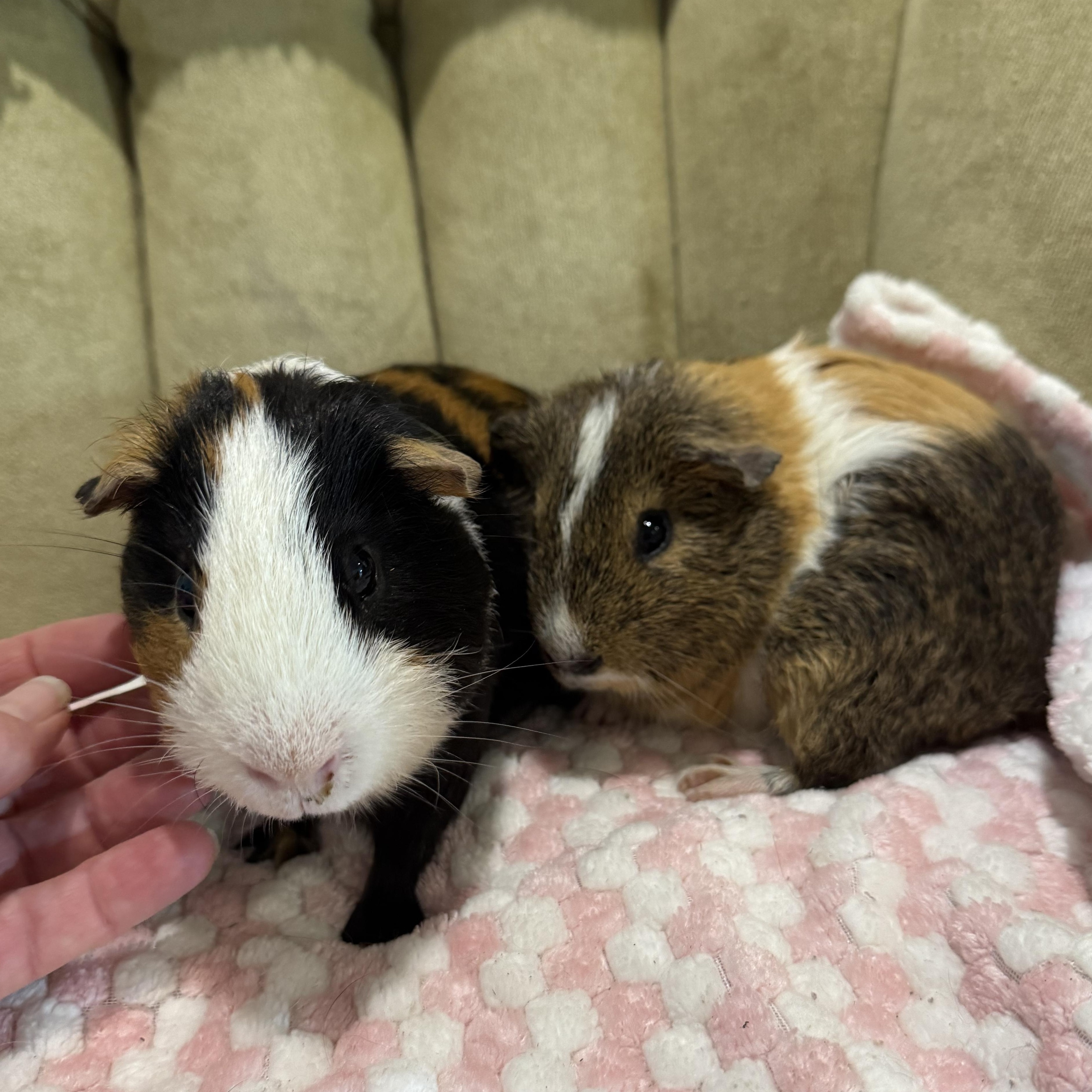 Rex and Cody, ADOPTABLE, Young Male Short-Haired.