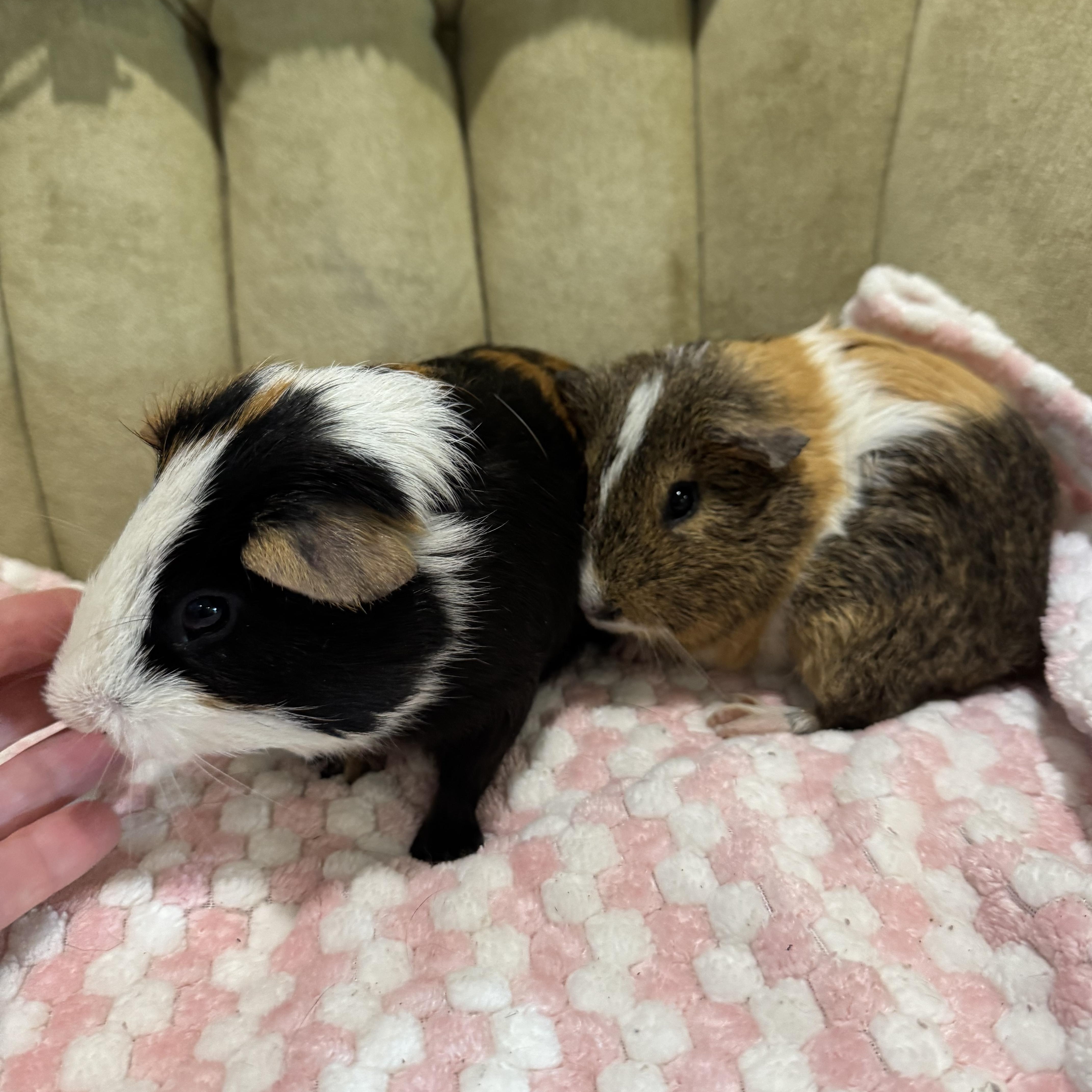 Enlarge Rex and Cody, a ADOPTABLE Short-Haired in Walnut Grove, CA image 2/4