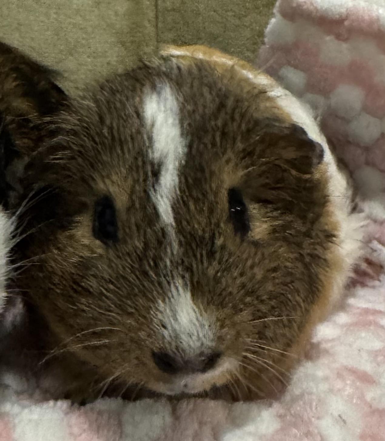 Enlarge Rex, an adoptable Short-Haired in Walnut Grove, CA image 2/2