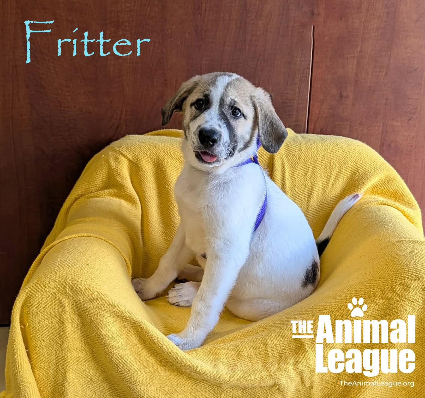 Enlarge Fritter, a Adoptable mixed breed in Groveland, FL image 3/3