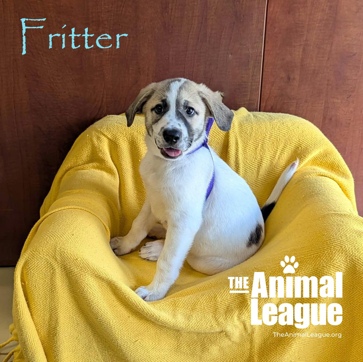 Enlarge Fritter, a Adoptable mixed breed in Groveland, FL image 1/3